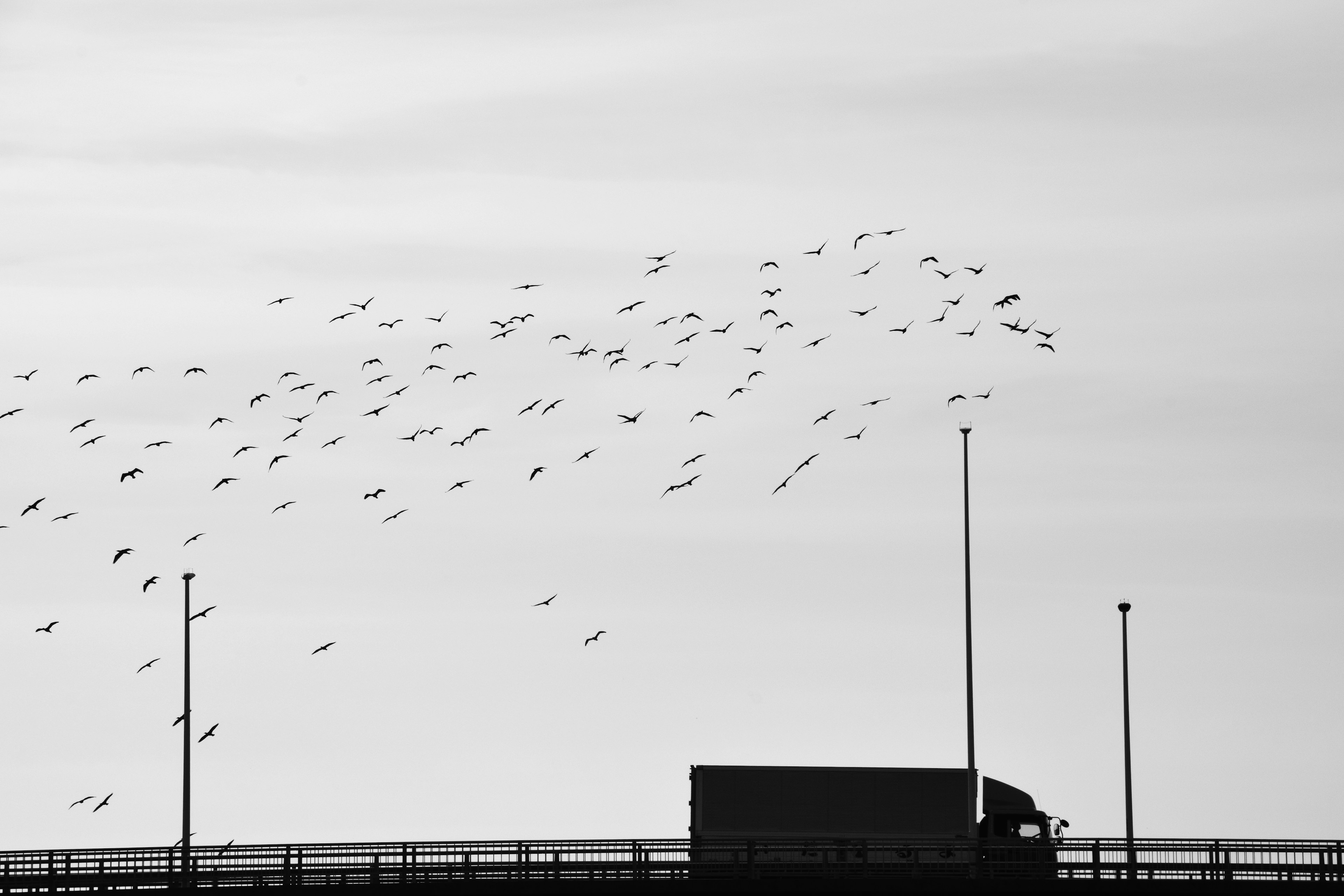 Schwarzweißszene mit einem Lastwagen und einer Vogelschar im Flug