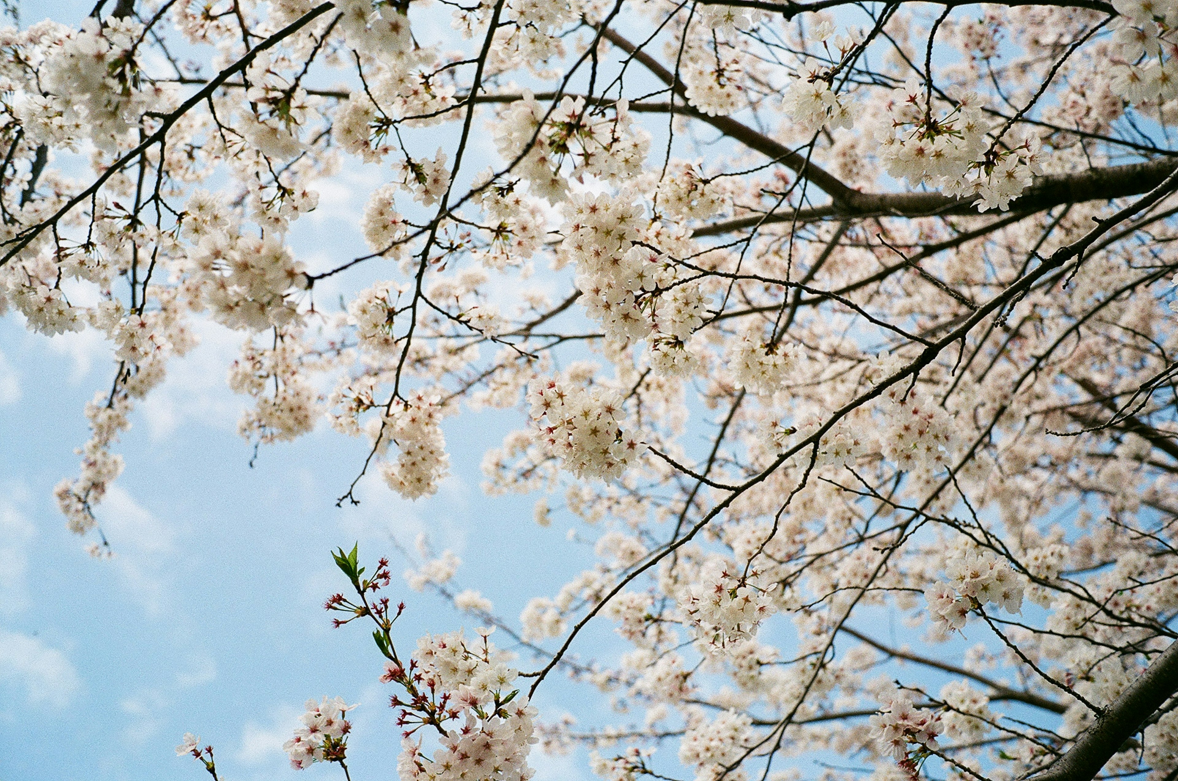 Hermosa vista de flores de cerezo y ramas contra un cielo azul