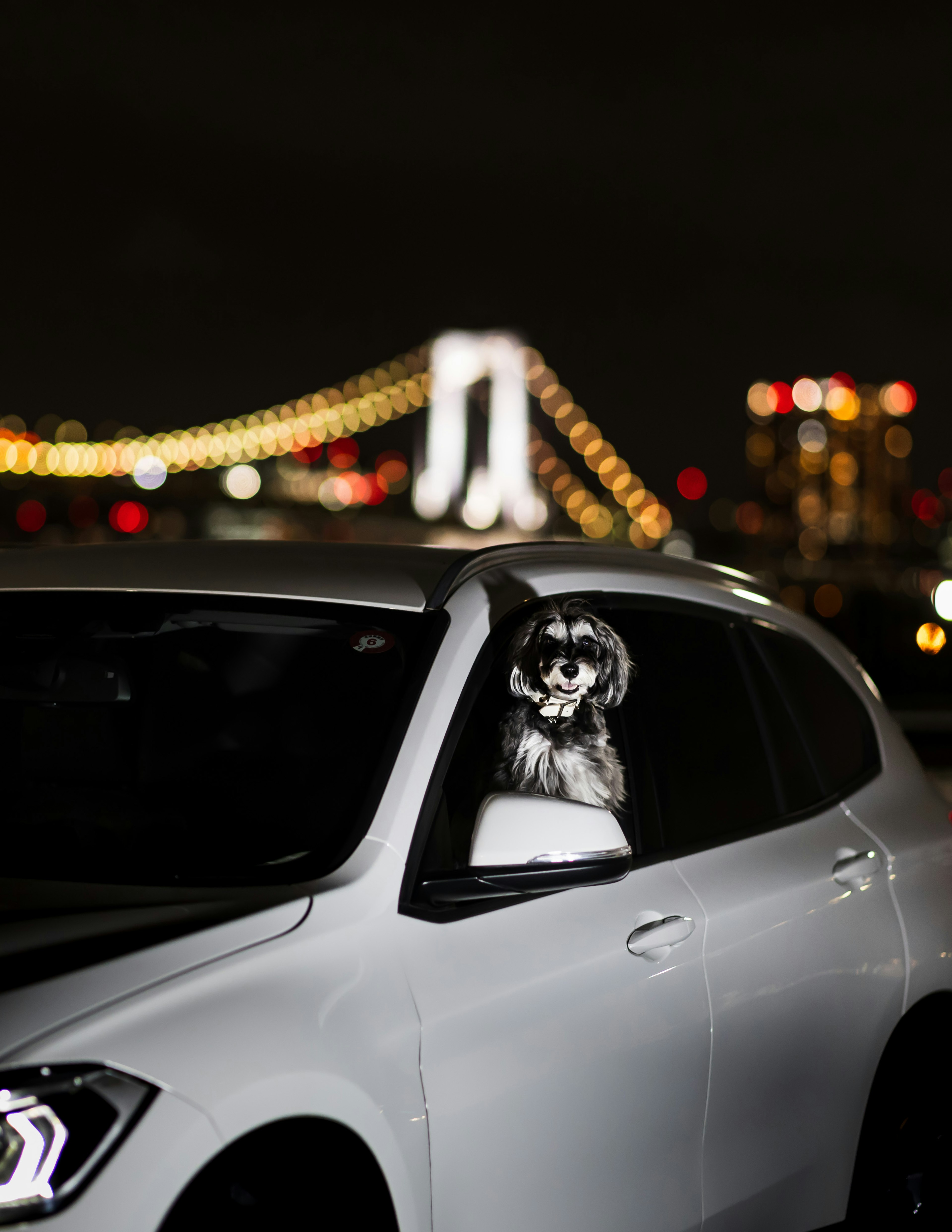 A dog sticking its head out of a car window with the Rainbow Bridge in the background at night