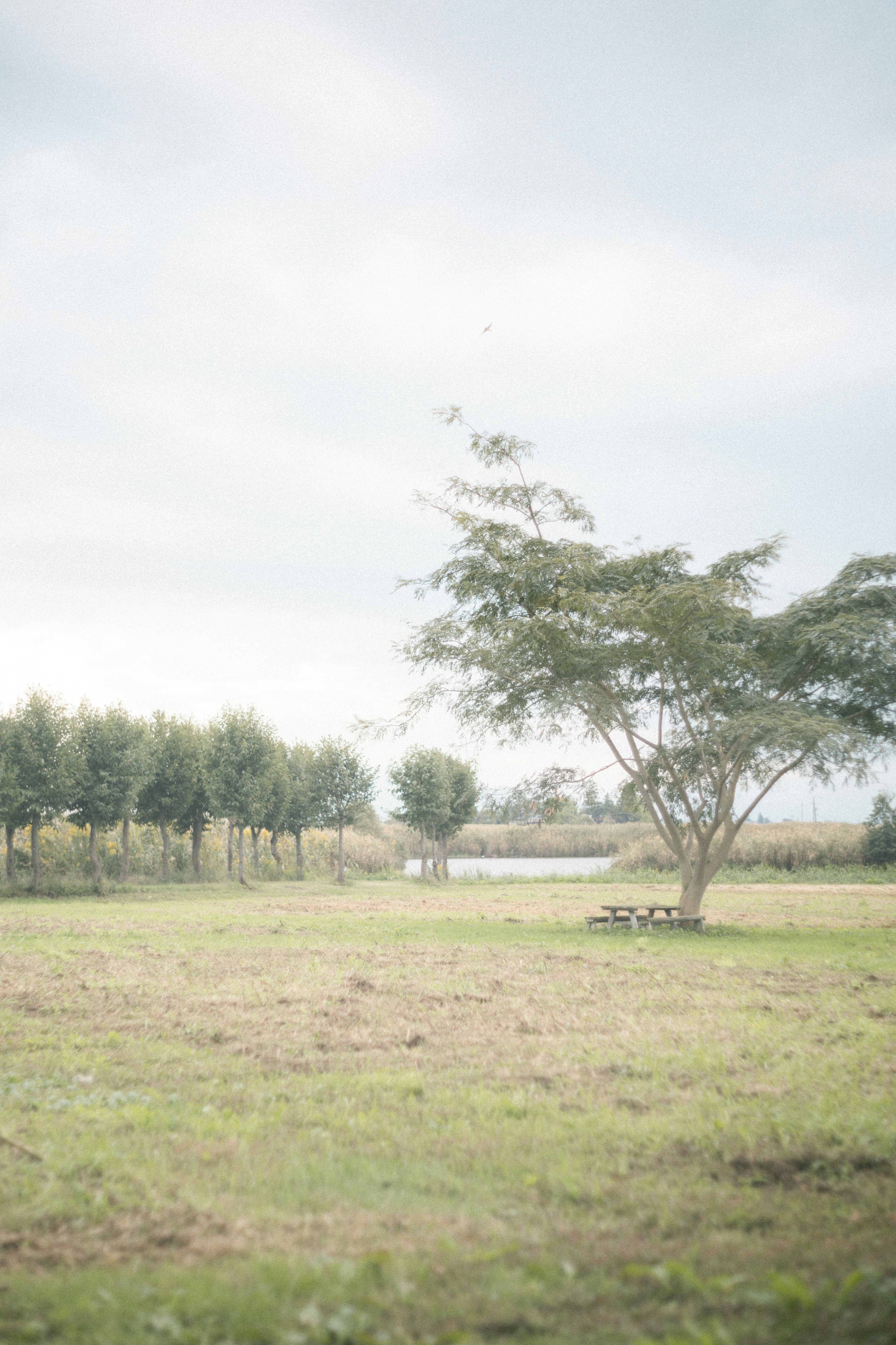 Un ampio campo erboso con un albero solitario e una fila di alberi in lontananza