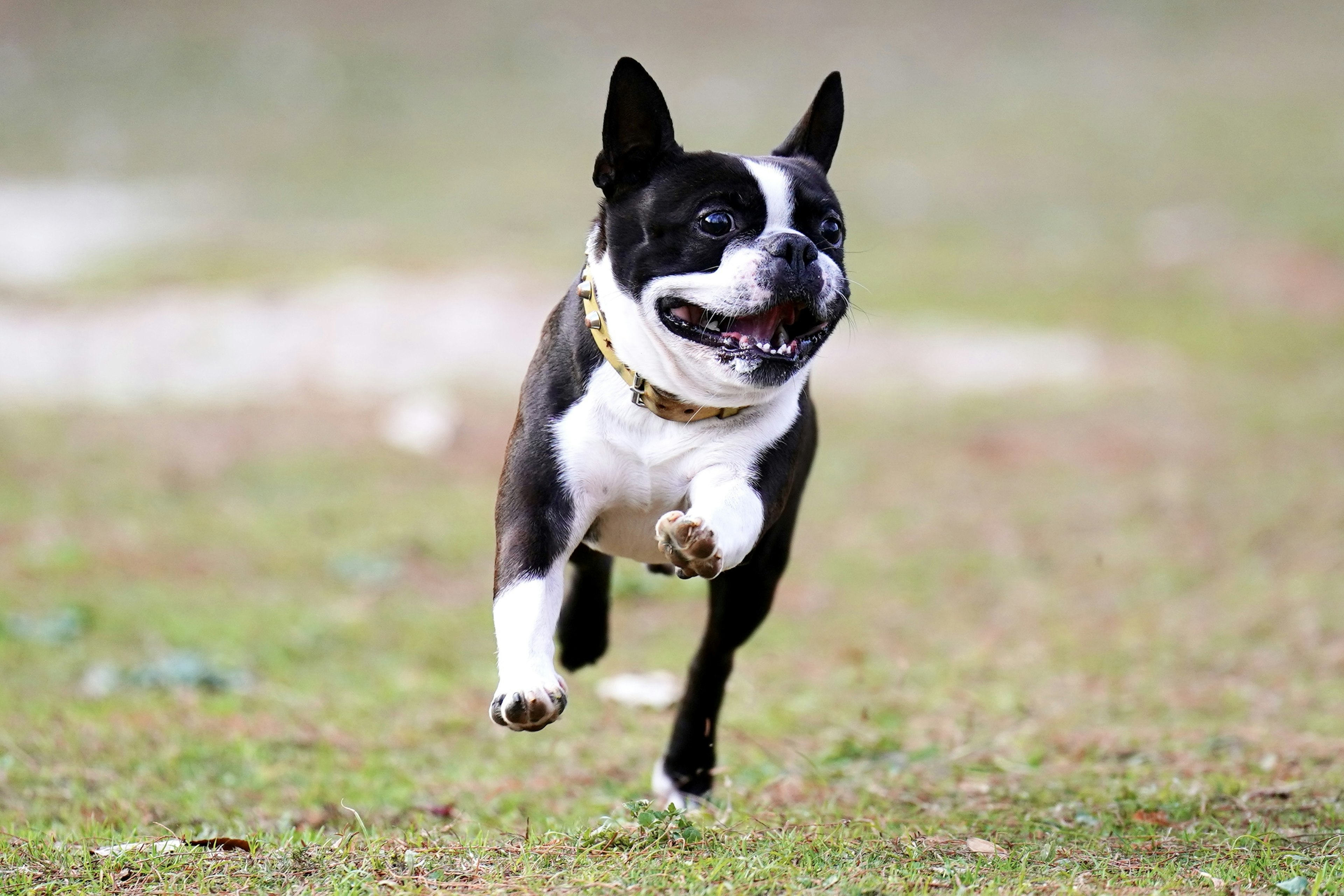 A black and white Boston Terrier running on grass