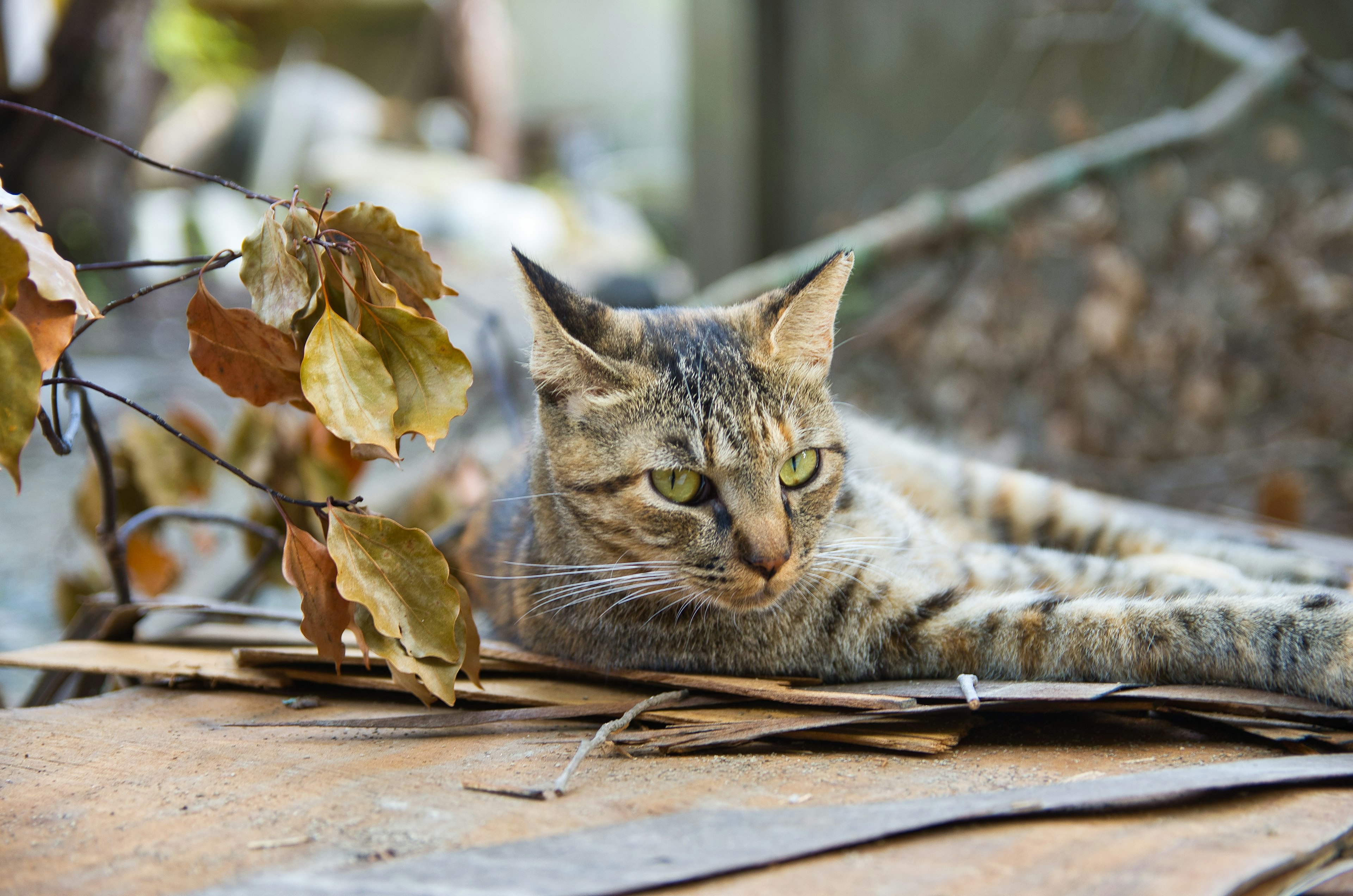 Kucing liar beristirahat di antara daun yang jatuh dan puing-puing