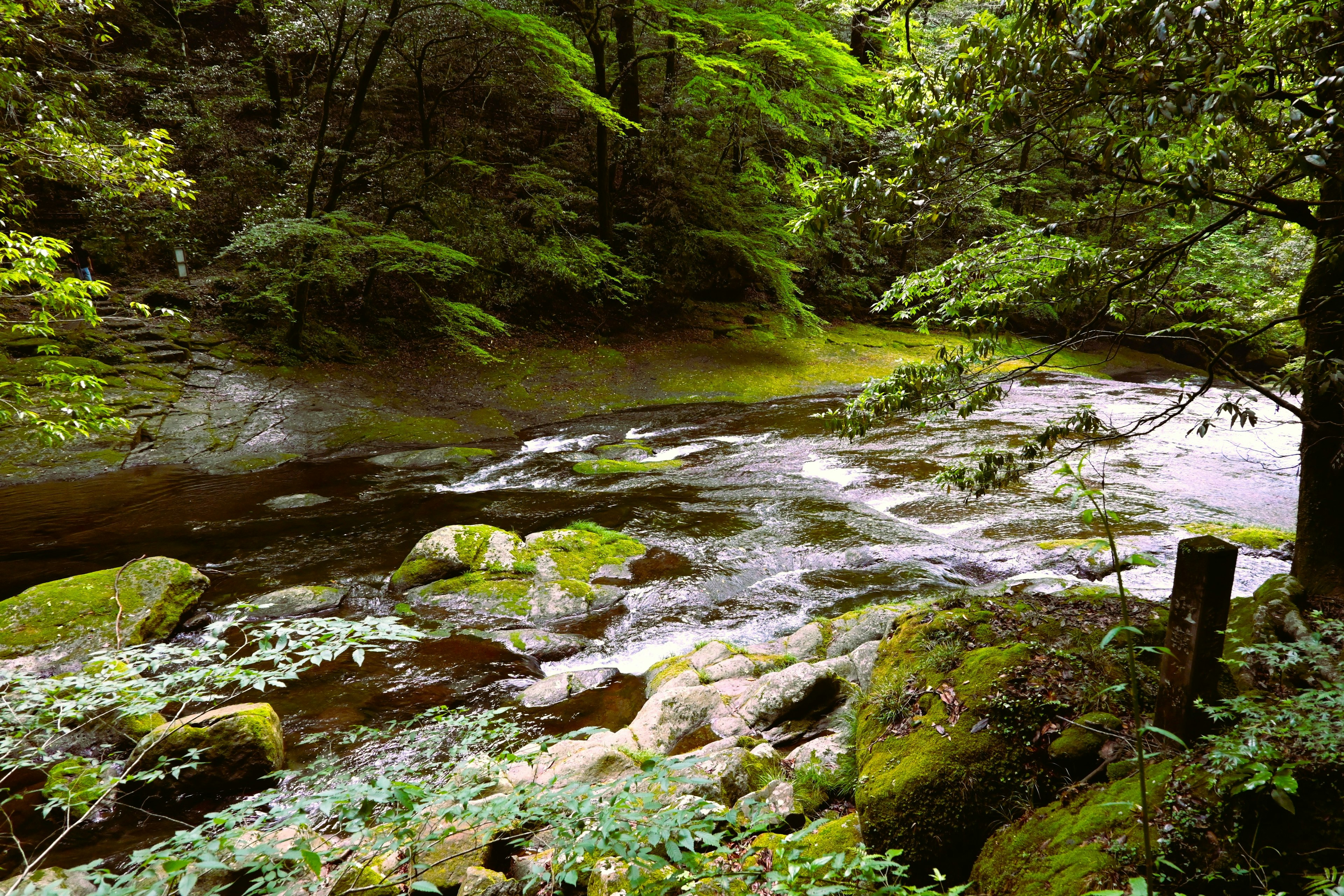 Río pintoresco que fluye a través de un bosque frondoso