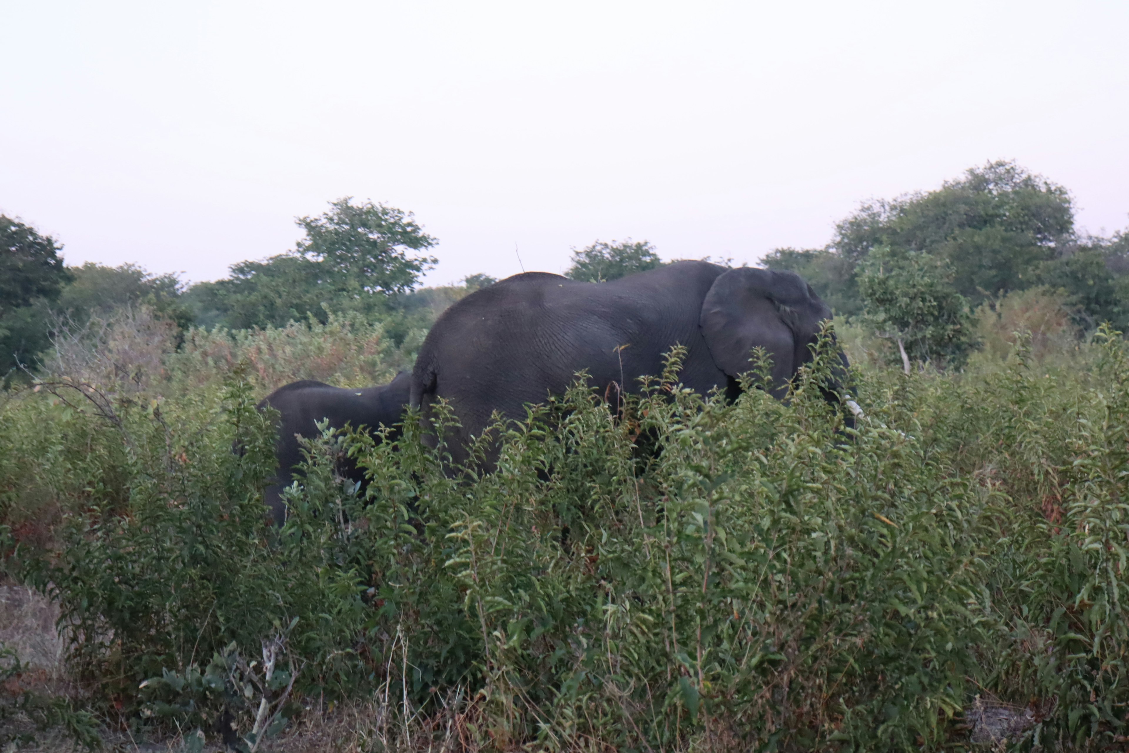 Silhouette di un elefante e un cucciolo nell'erba alta