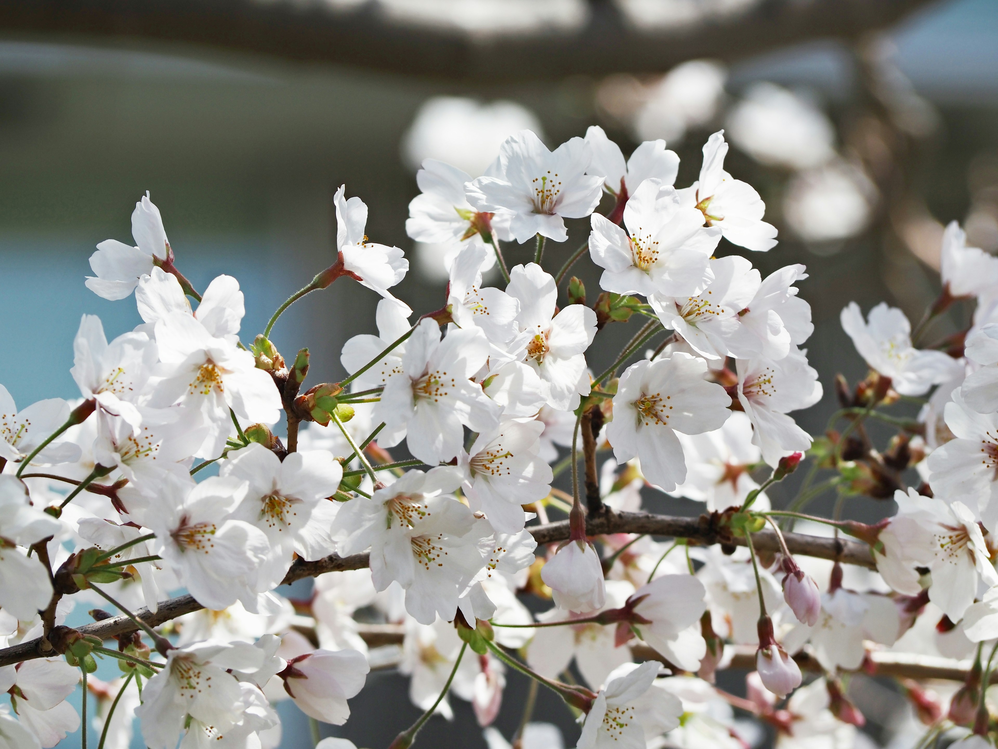 Kedekatan bunga sakura di cabang