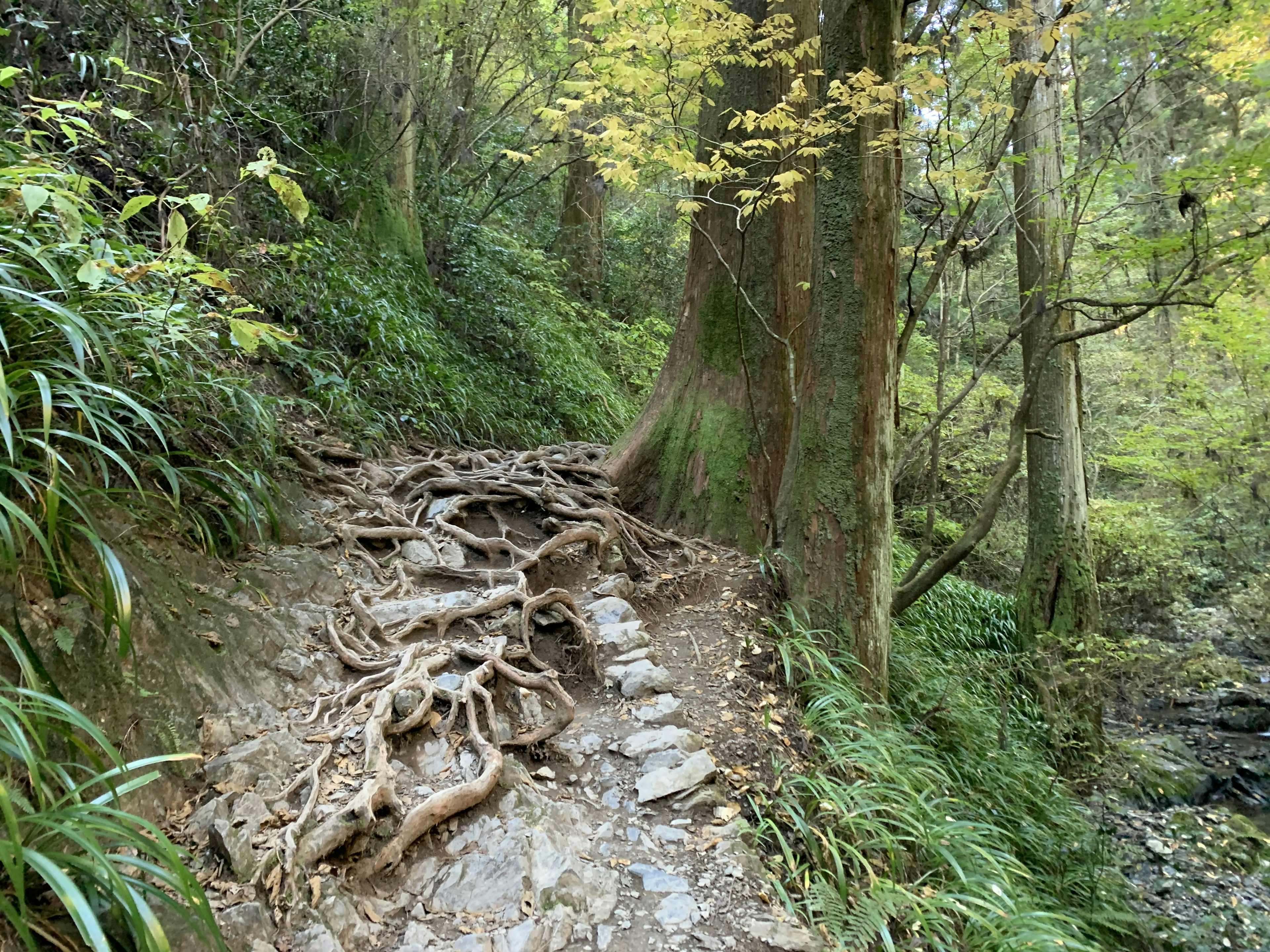 Un chemin sinueux avec des racines d'arbres exposées et une végétation luxuriante