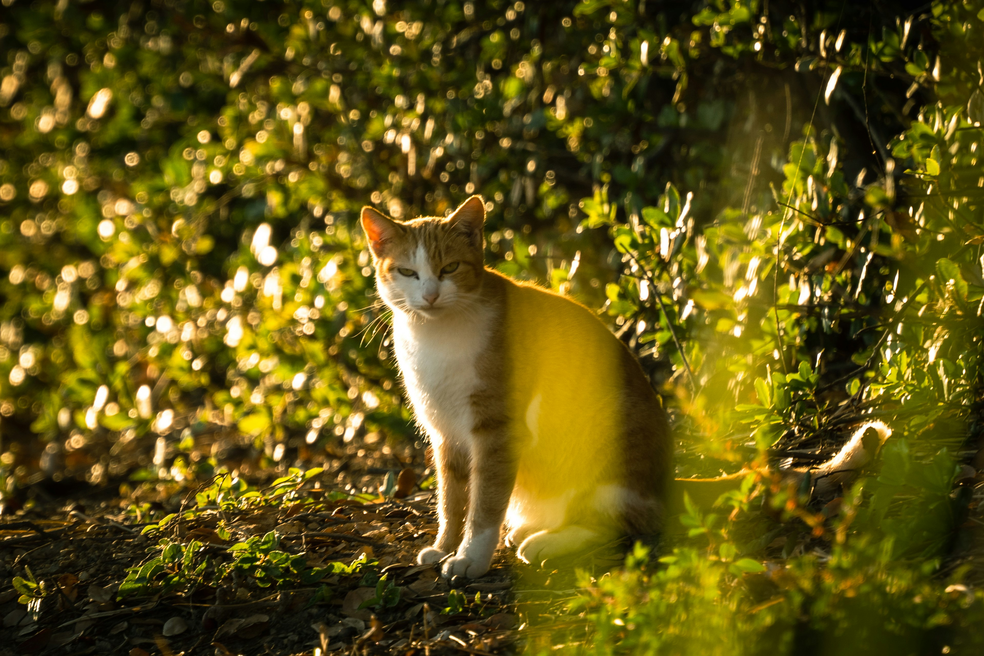 日光の中にいるオレンジと白の猫が緑の背景に座っている