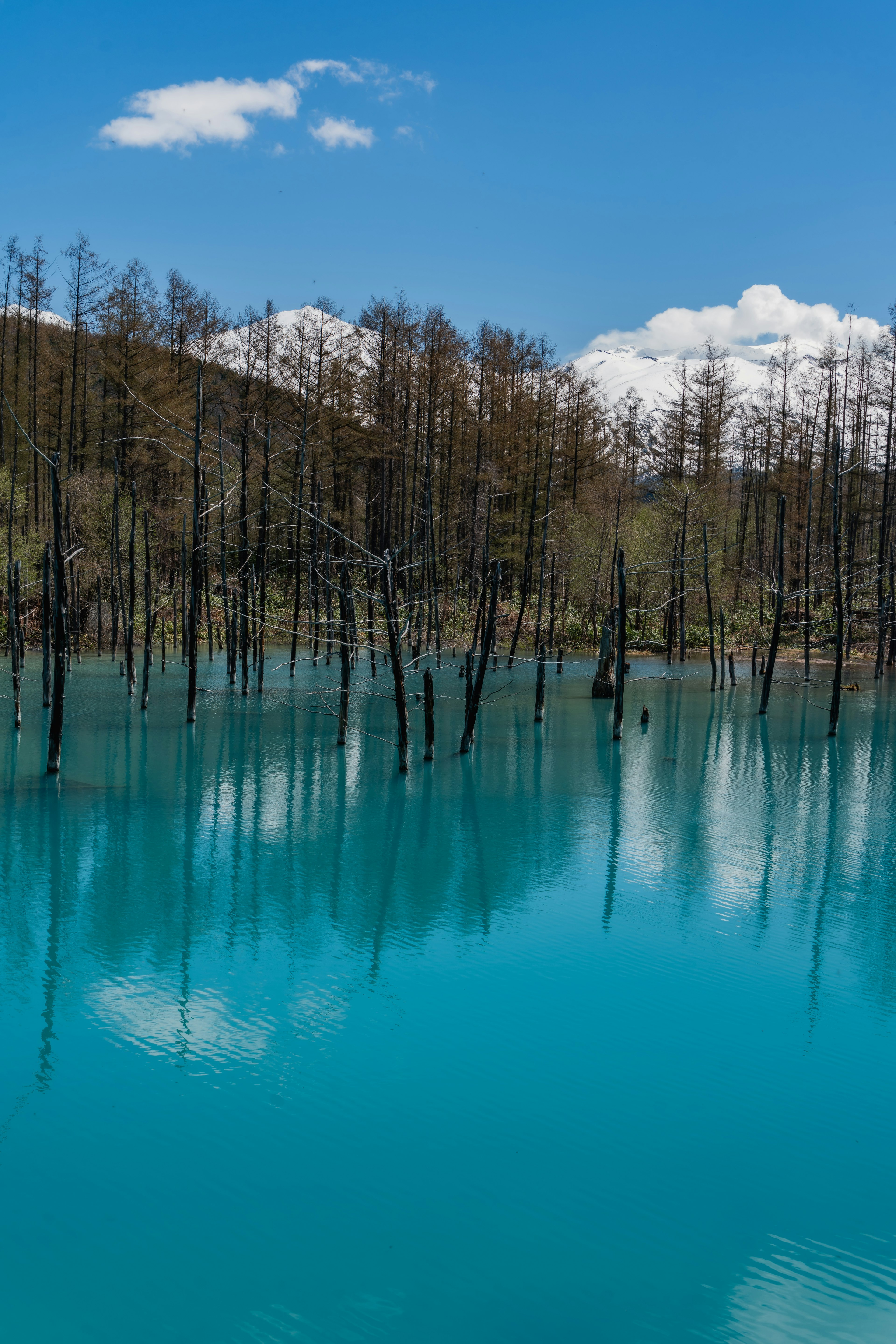 Pemandangan indah dengan danau biru dan refleksi pohon mati