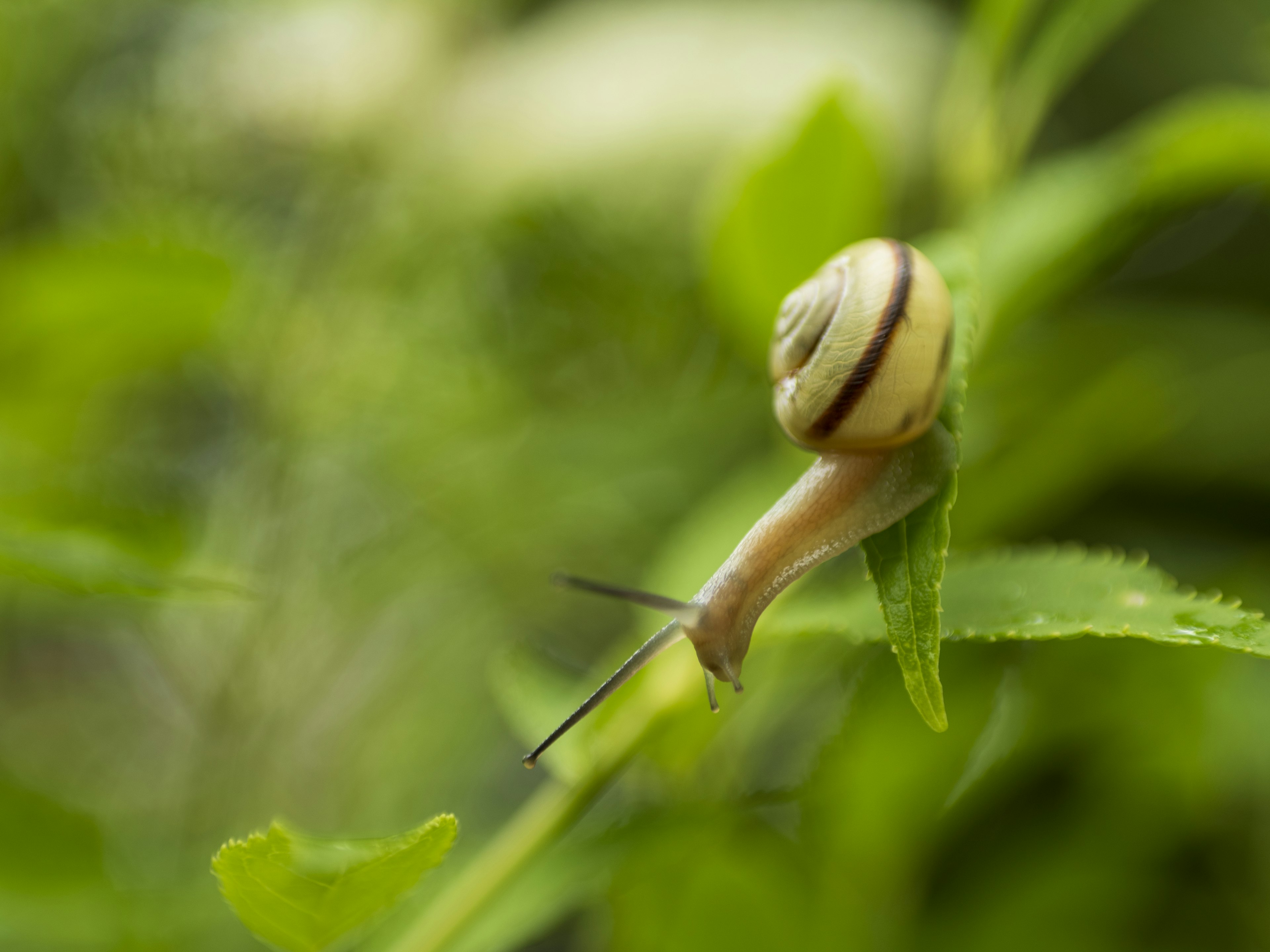 Un escargot rayé sur des feuilles vertes