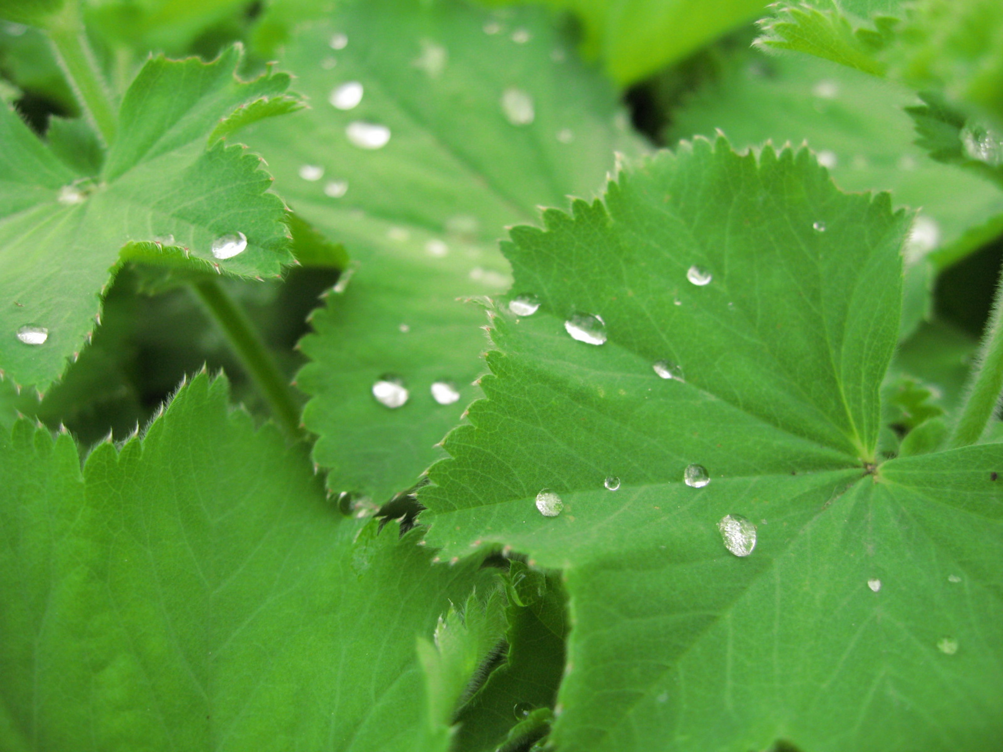 Close-up of green leaves with water droplets