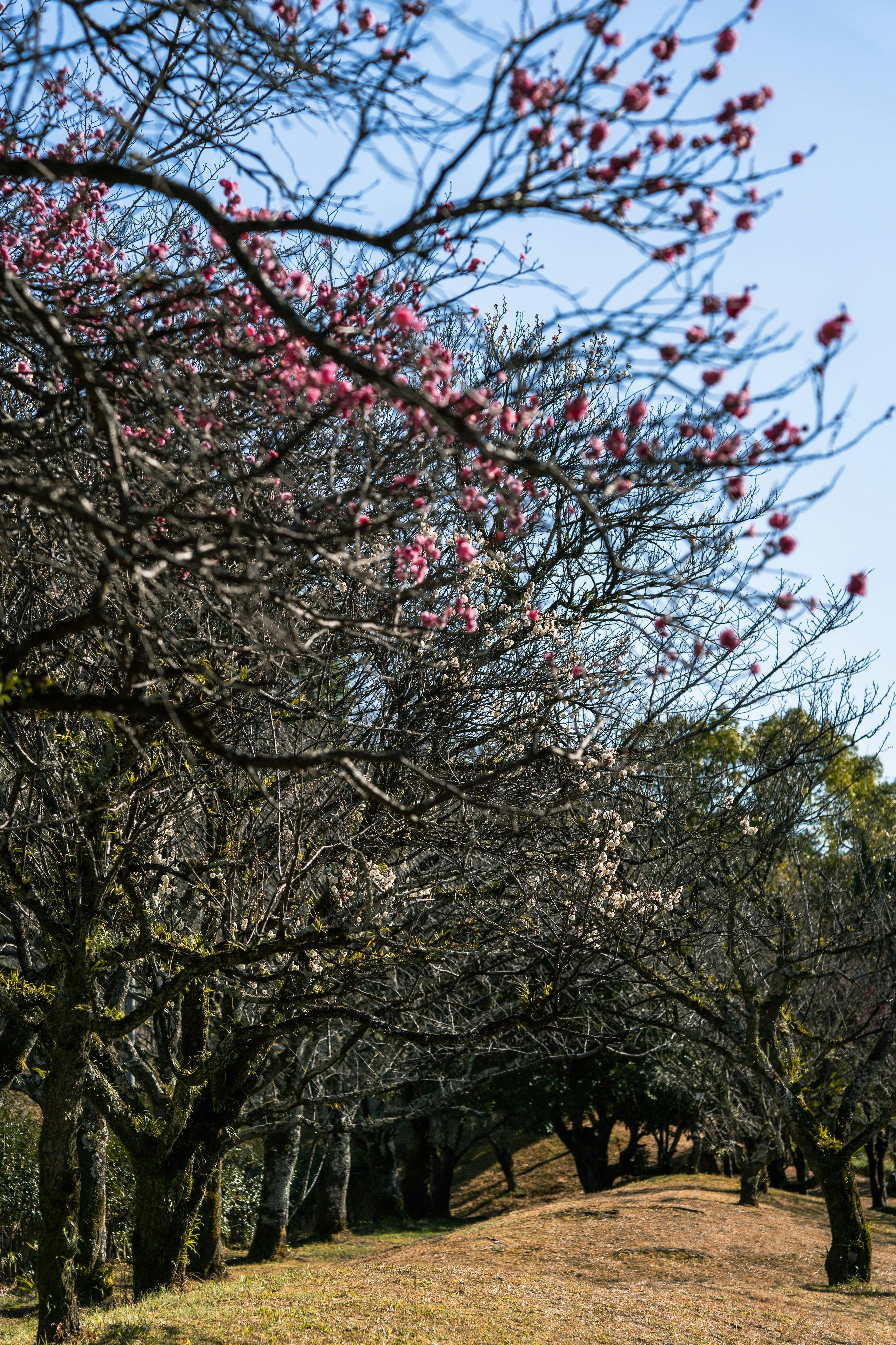 梅の花が咲く木々がある風景