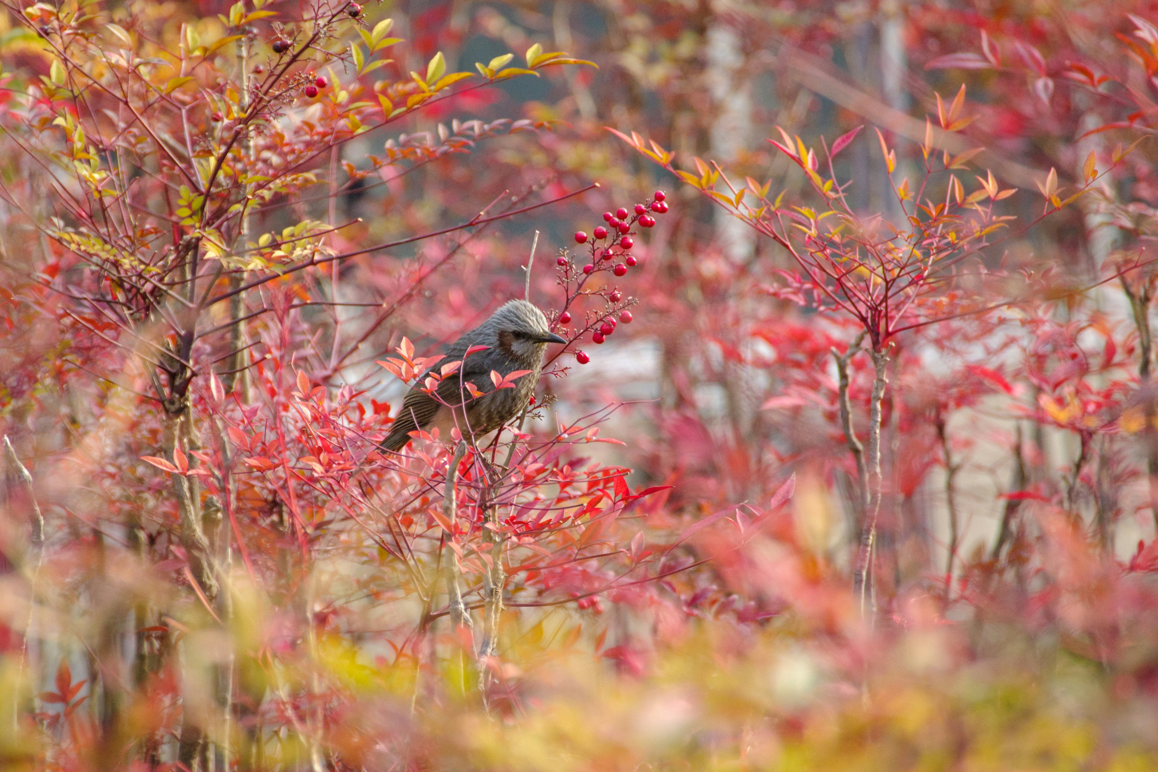 Oiseau entouré de feuillage rouge vif