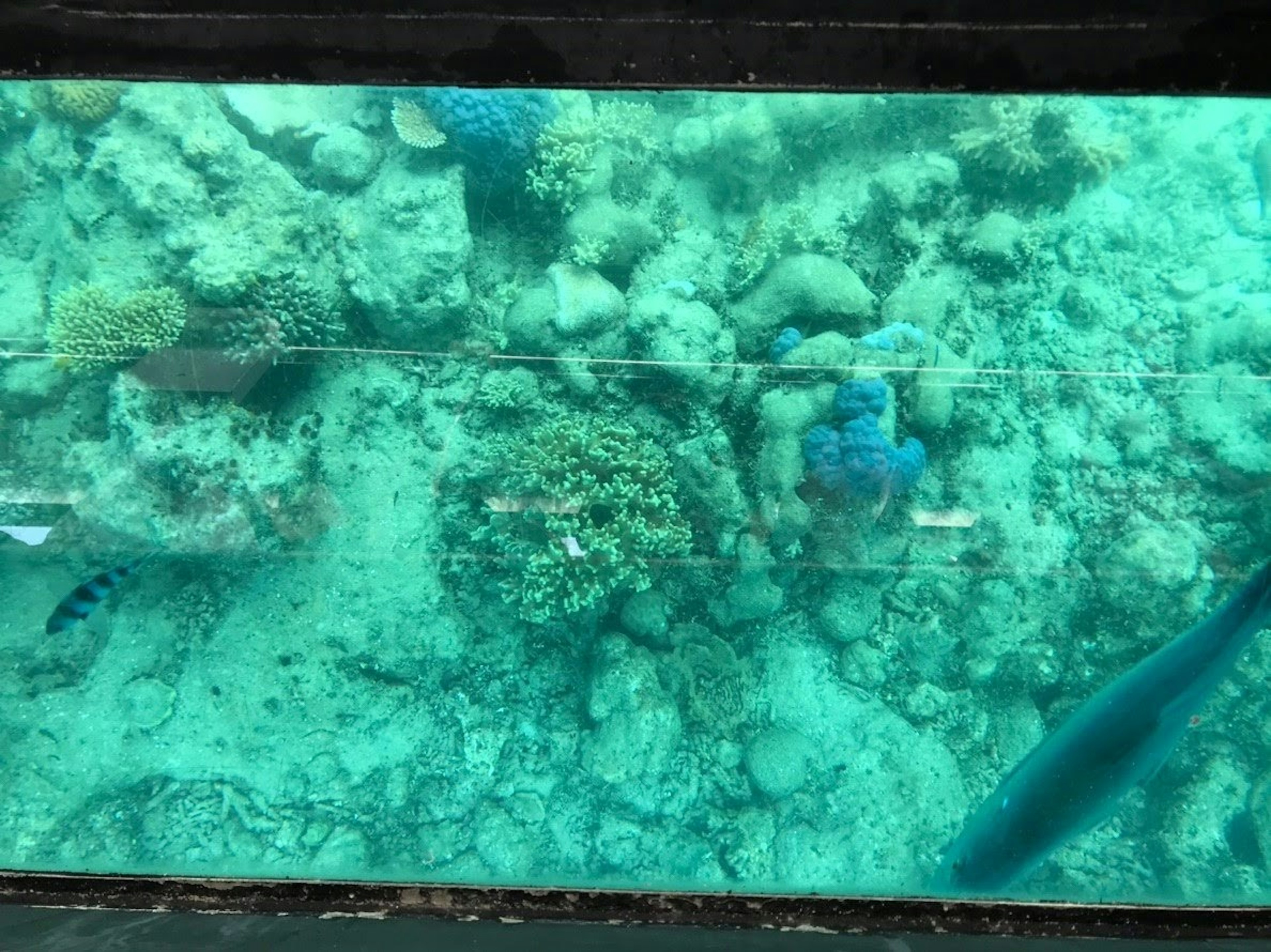 Vista sottomarina di una barriera corallina e pesci in acqua chiara