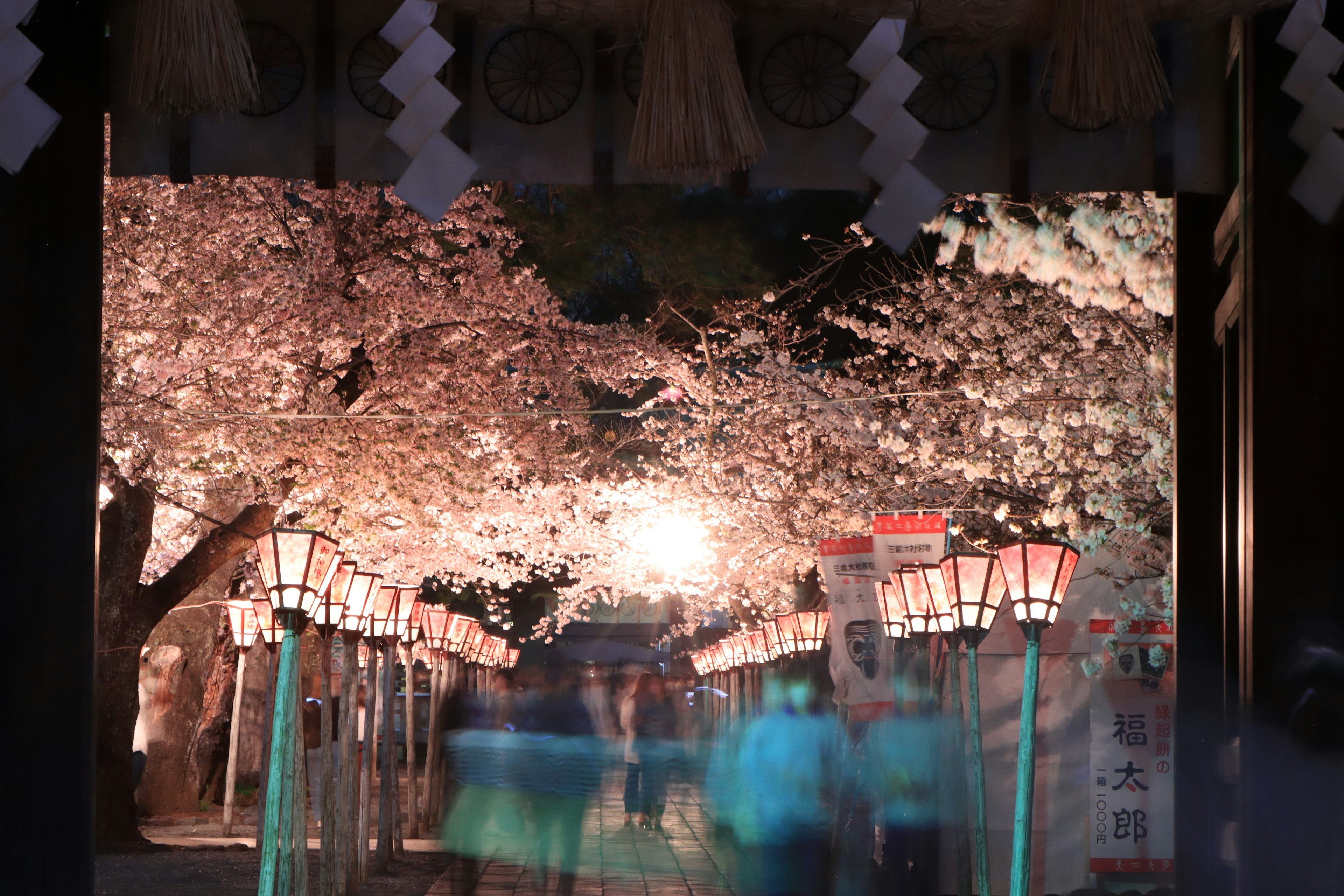 Night scene with cherry blossom trees and lanterns