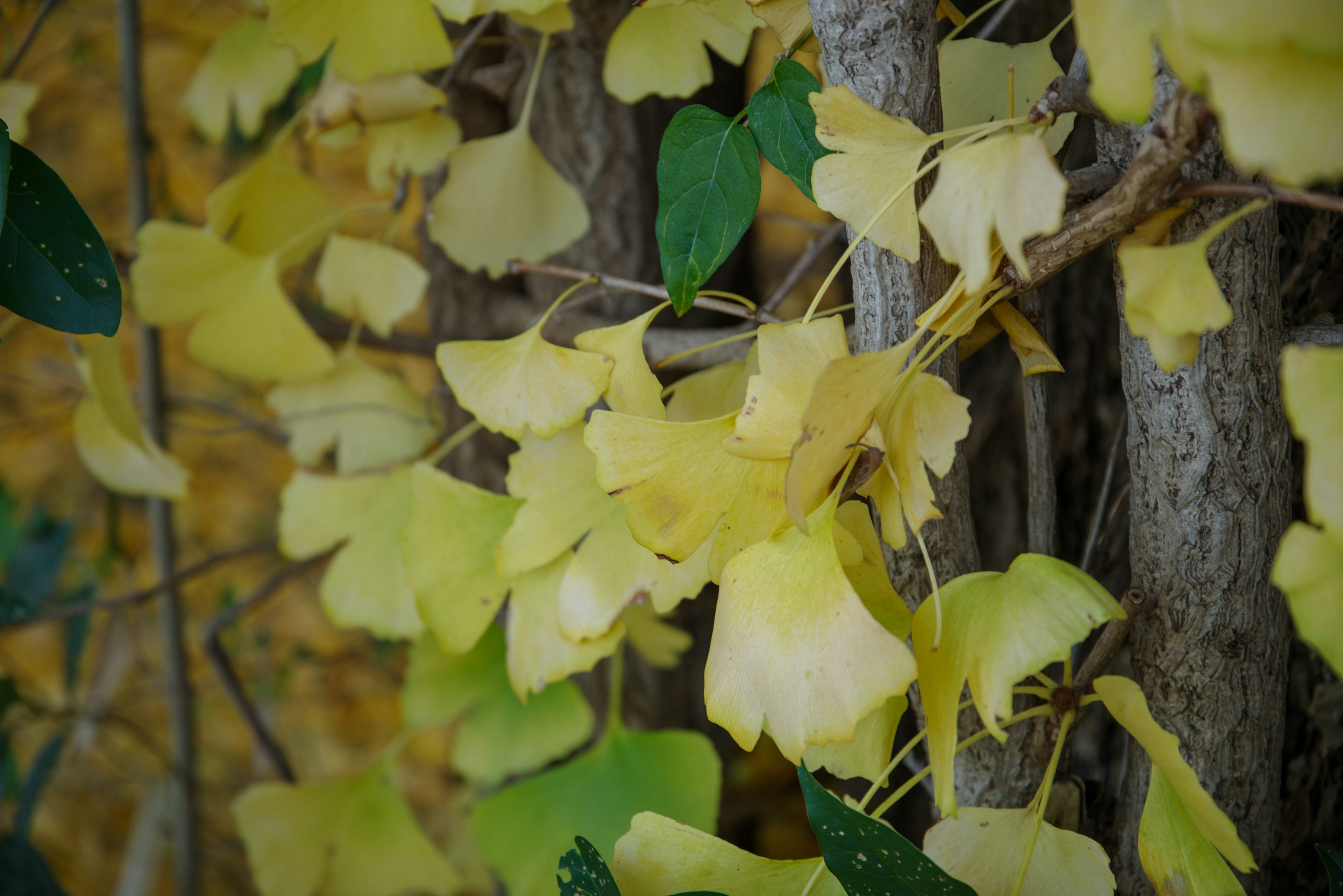 Hojas de ginkgo volviéndose amarillas con hojas verdes intercaladas