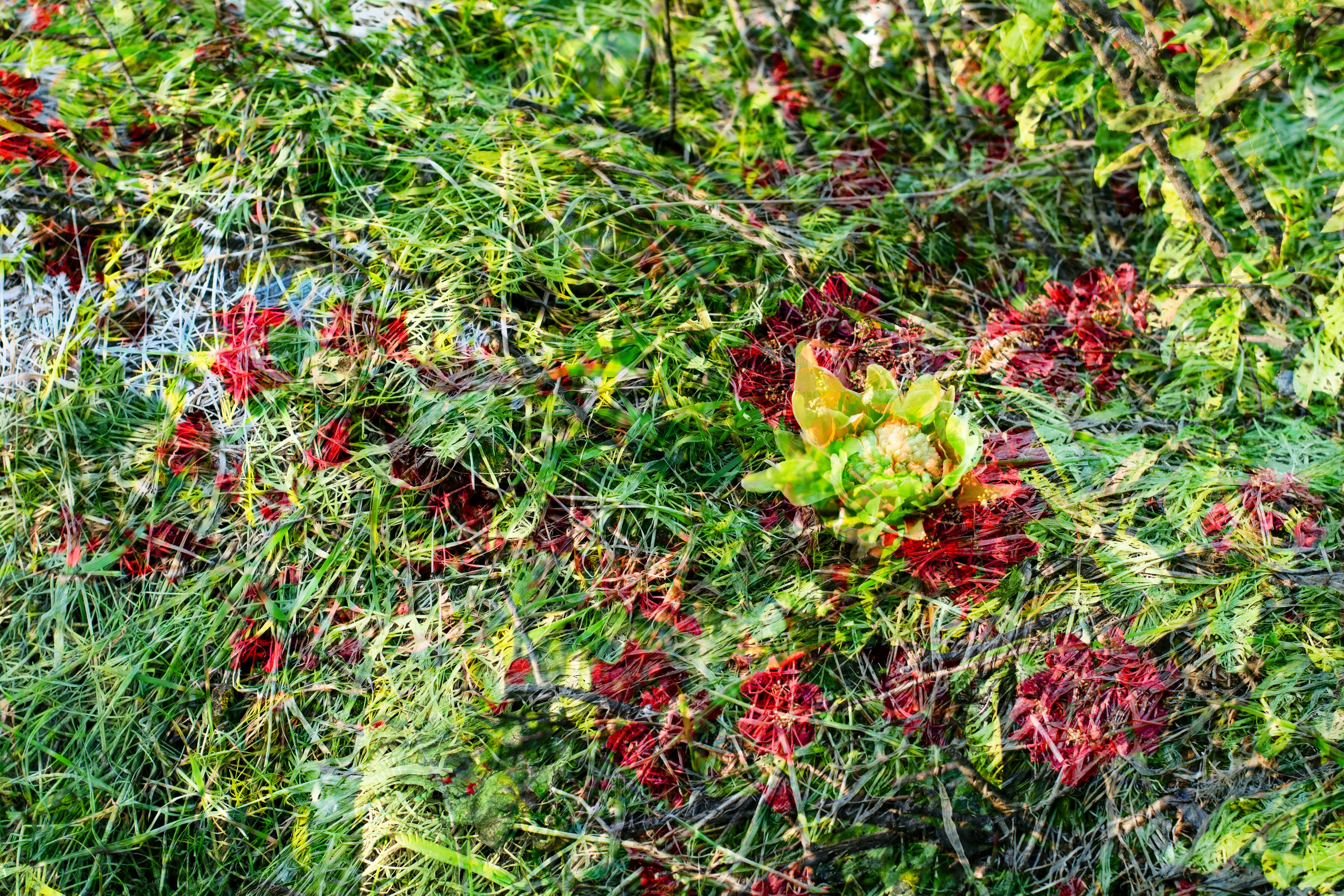 Primo piano di foglie vibranti con bacche rosse tra piante verdi lussureggianti