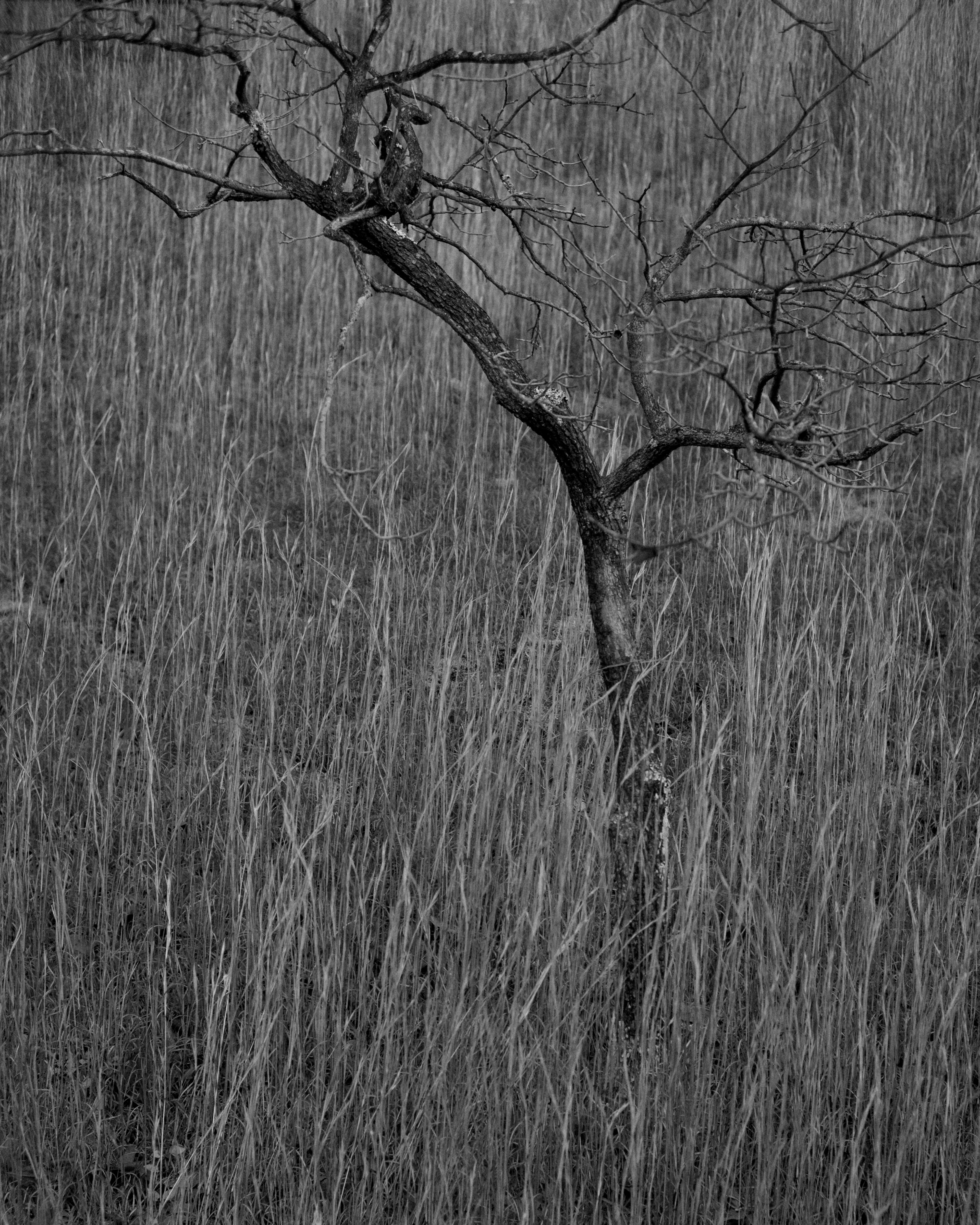 Un tronco de árbol solitario con ramas delgadas contra un fondo monocromático