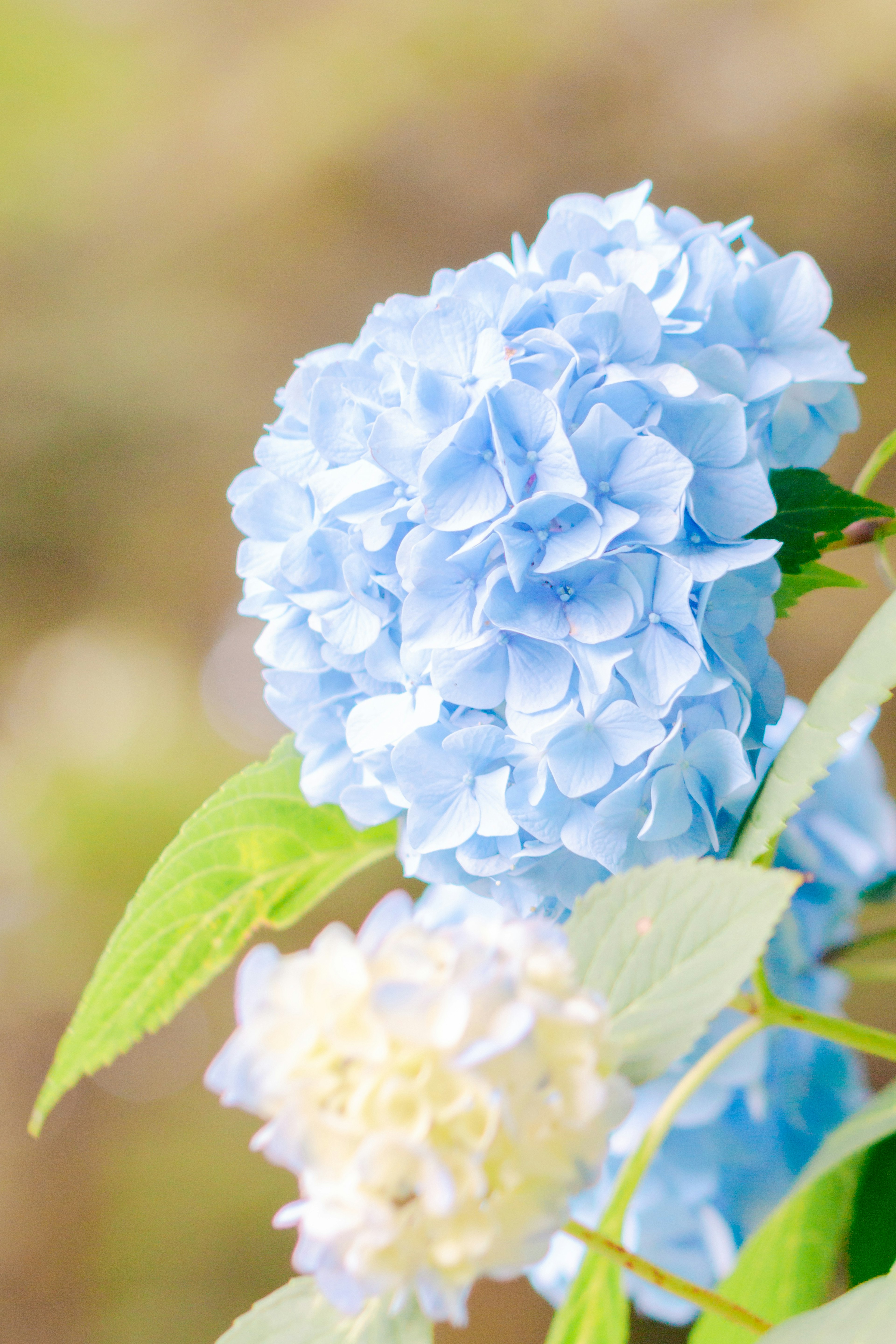 A beautiful blue hydrangea flower with soft petals alongside a white flower