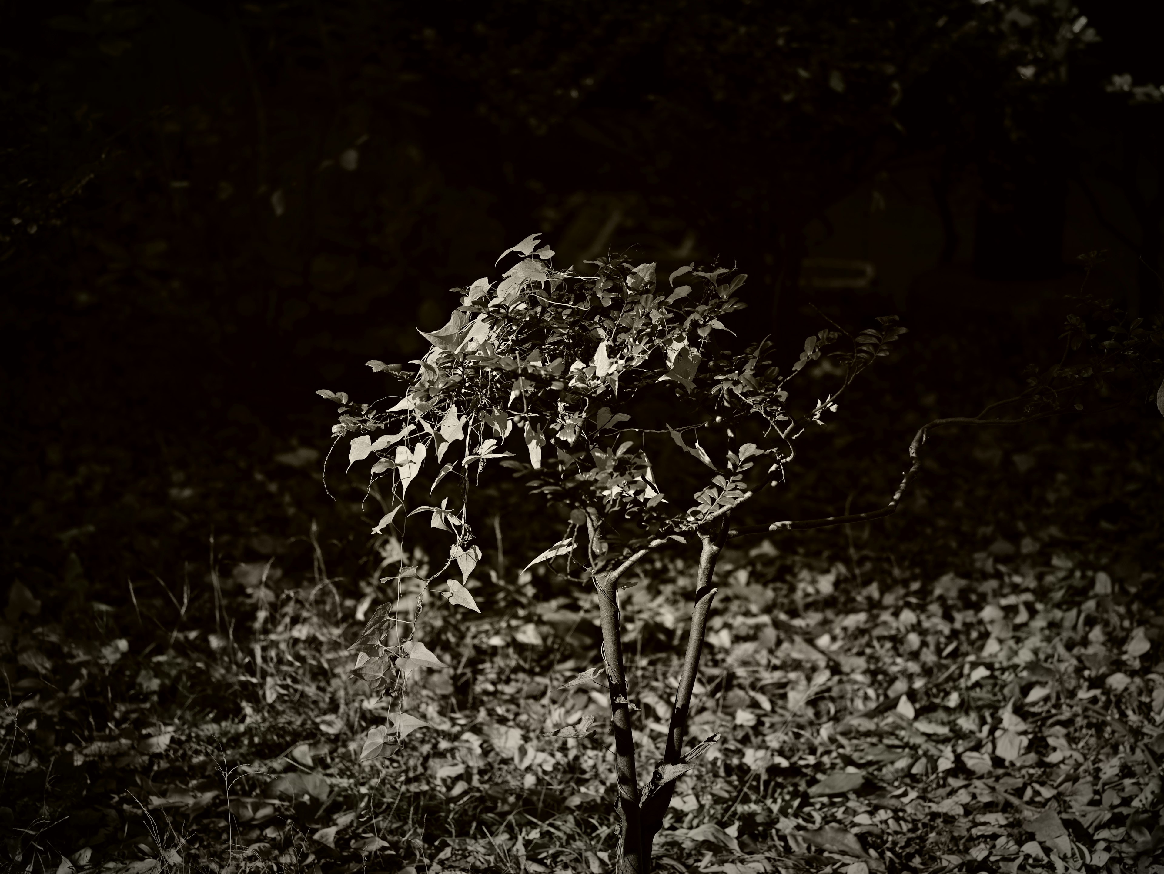 Silhouette of a small tree against a dark background