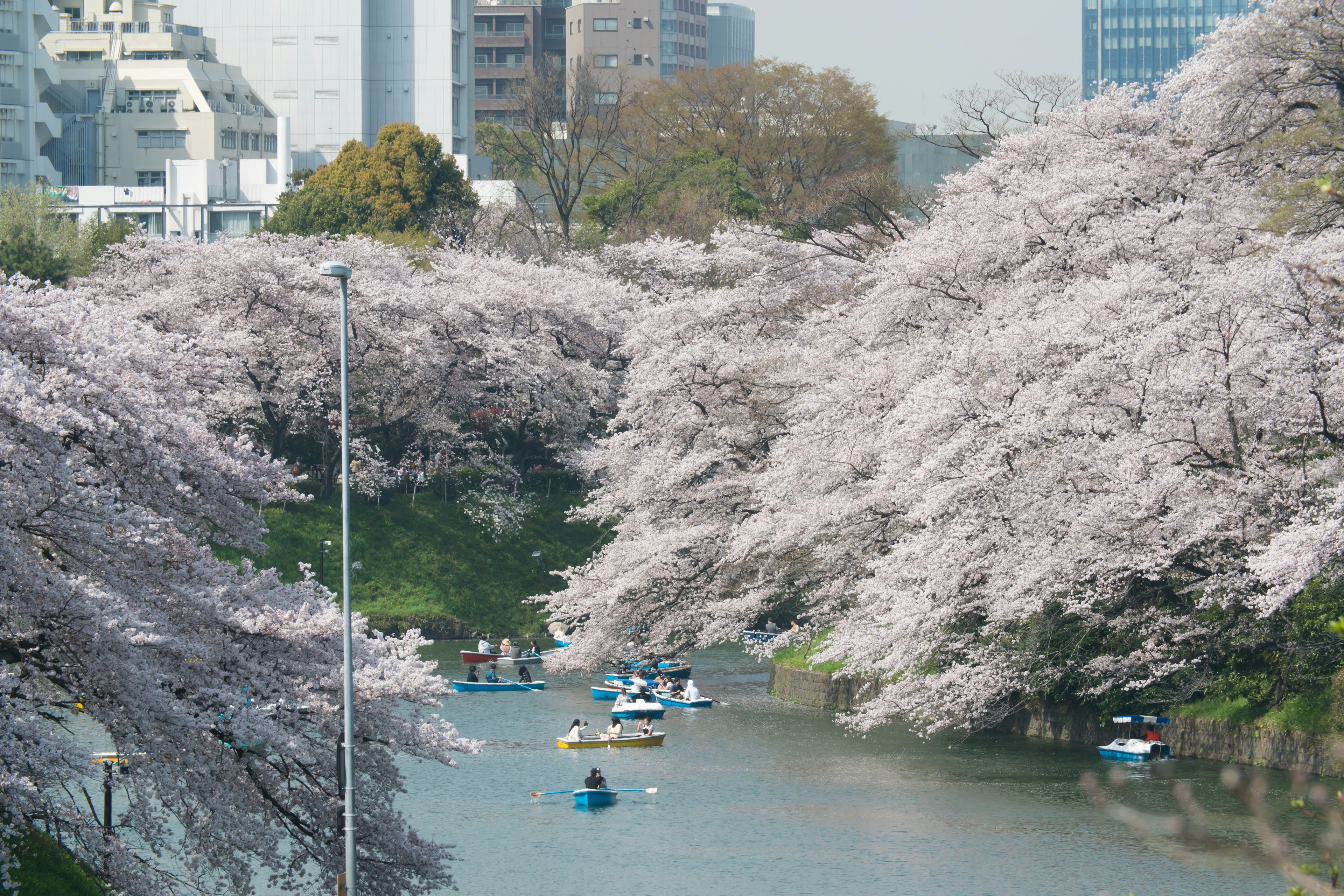 桜の木が咲き誇る川でボートが楽しむ光景