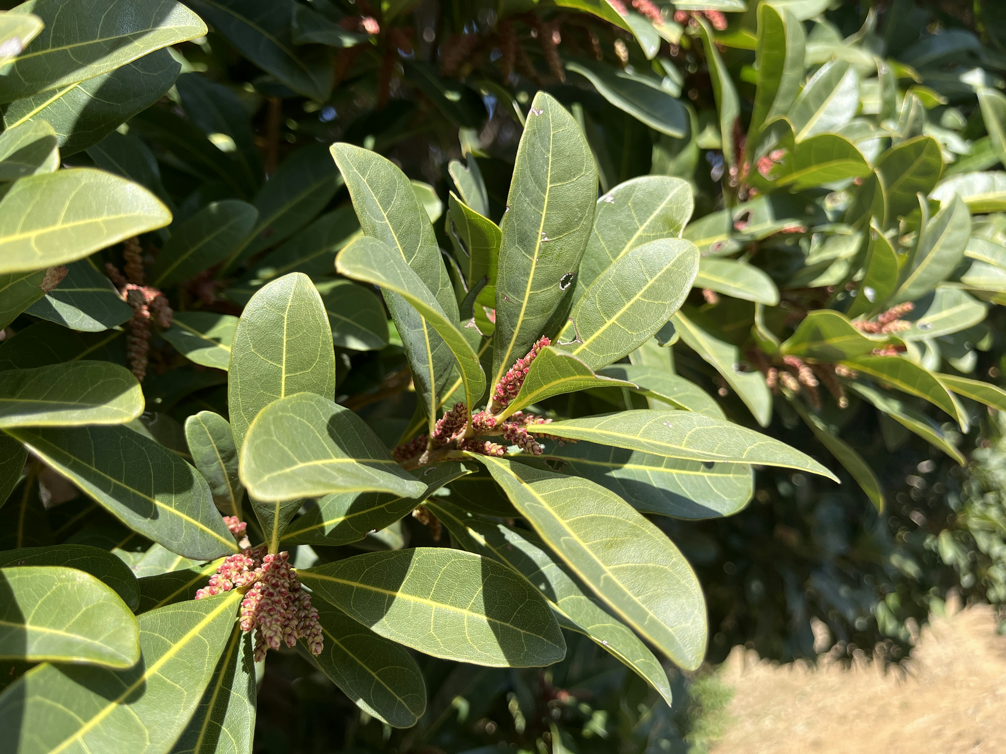 緑色の葉が豊かに茂った植物のクローズアップ