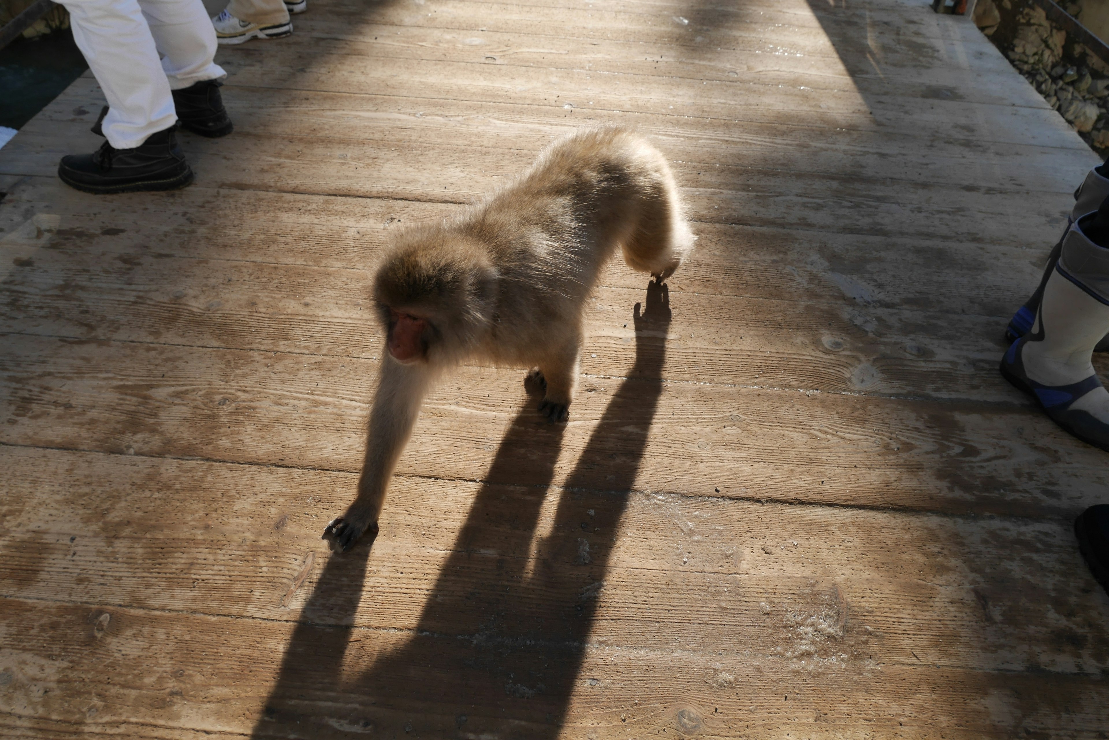 A monkey walking on a wooden boardwalk with long shadows