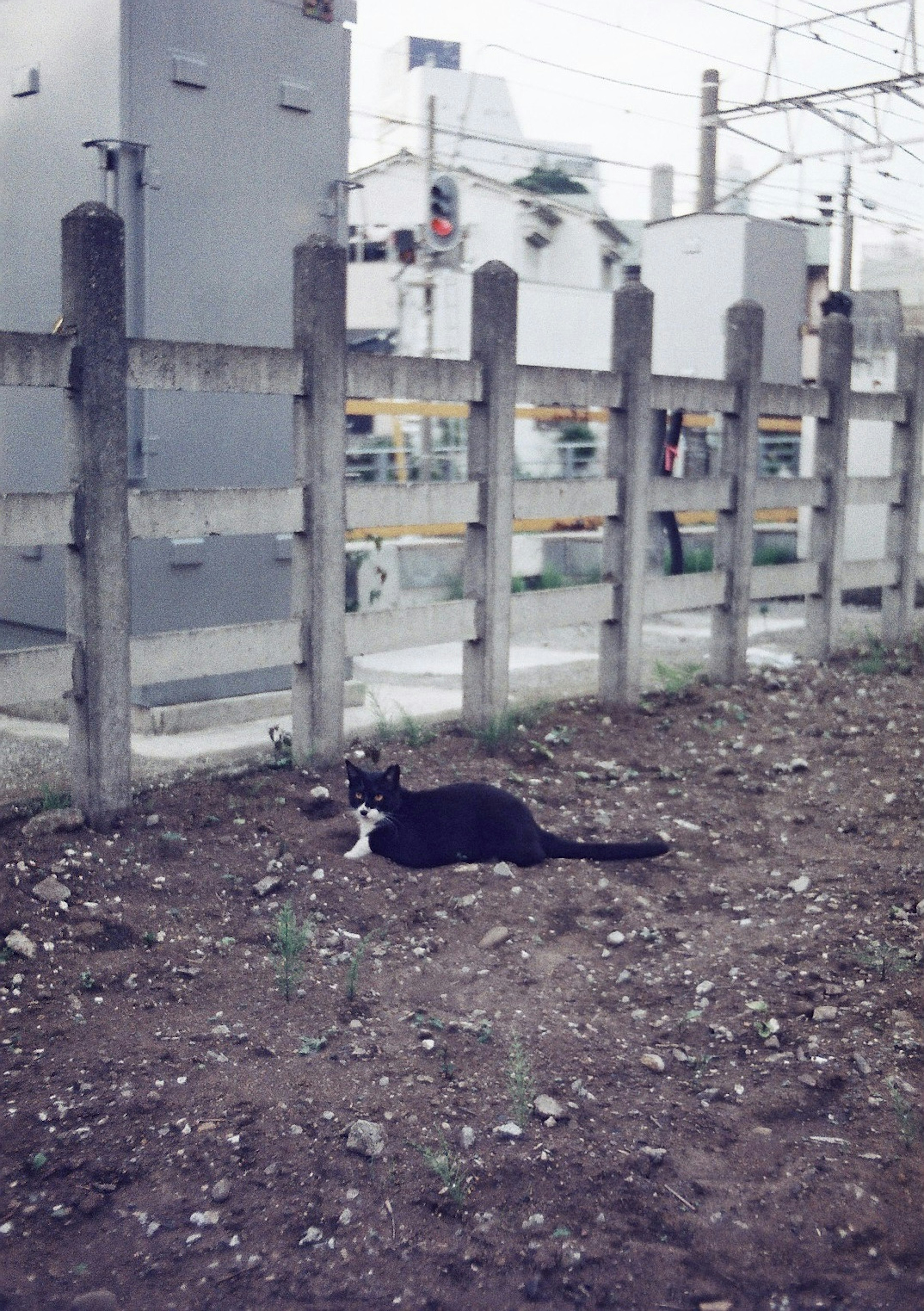 Un gato negro y blanco acostado en el suelo con equipo eléctrico de fondo