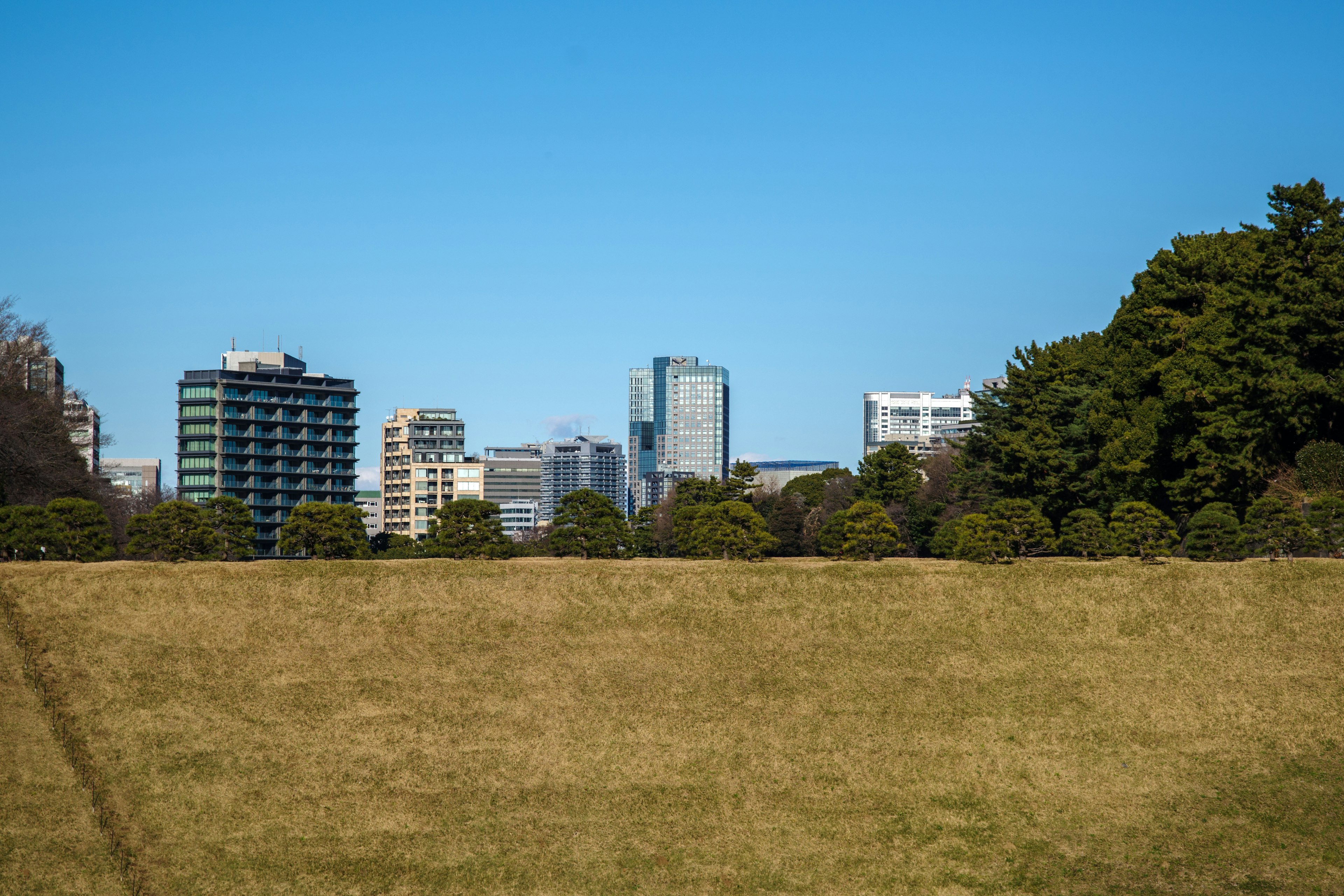 Eine Grasfläche unter einem blauen Himmel mit Wolkenkratzern im Hintergrund