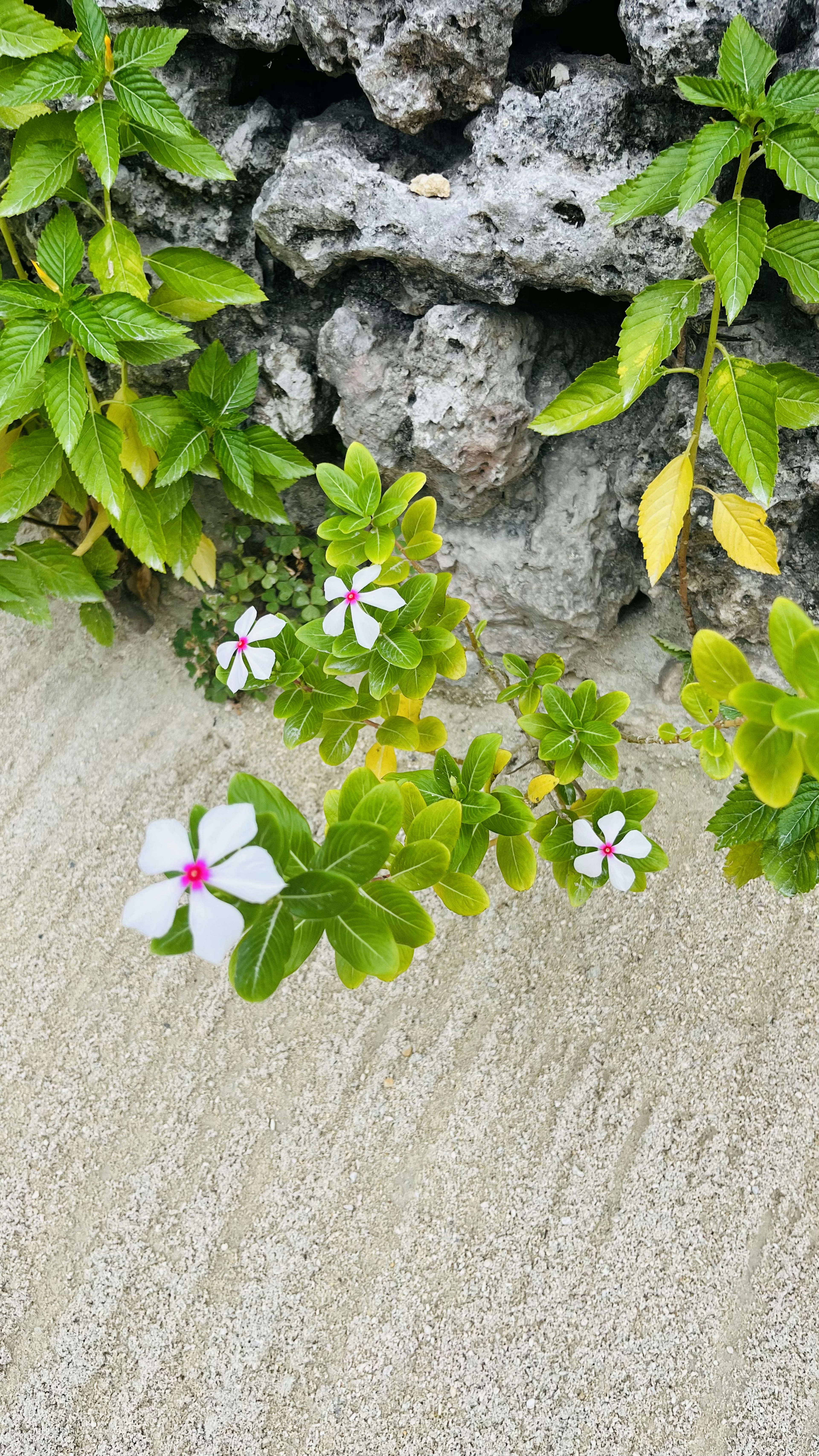 Petites fleurs blanches avec des centres roses et des feuilles vertes poussant sur le sol