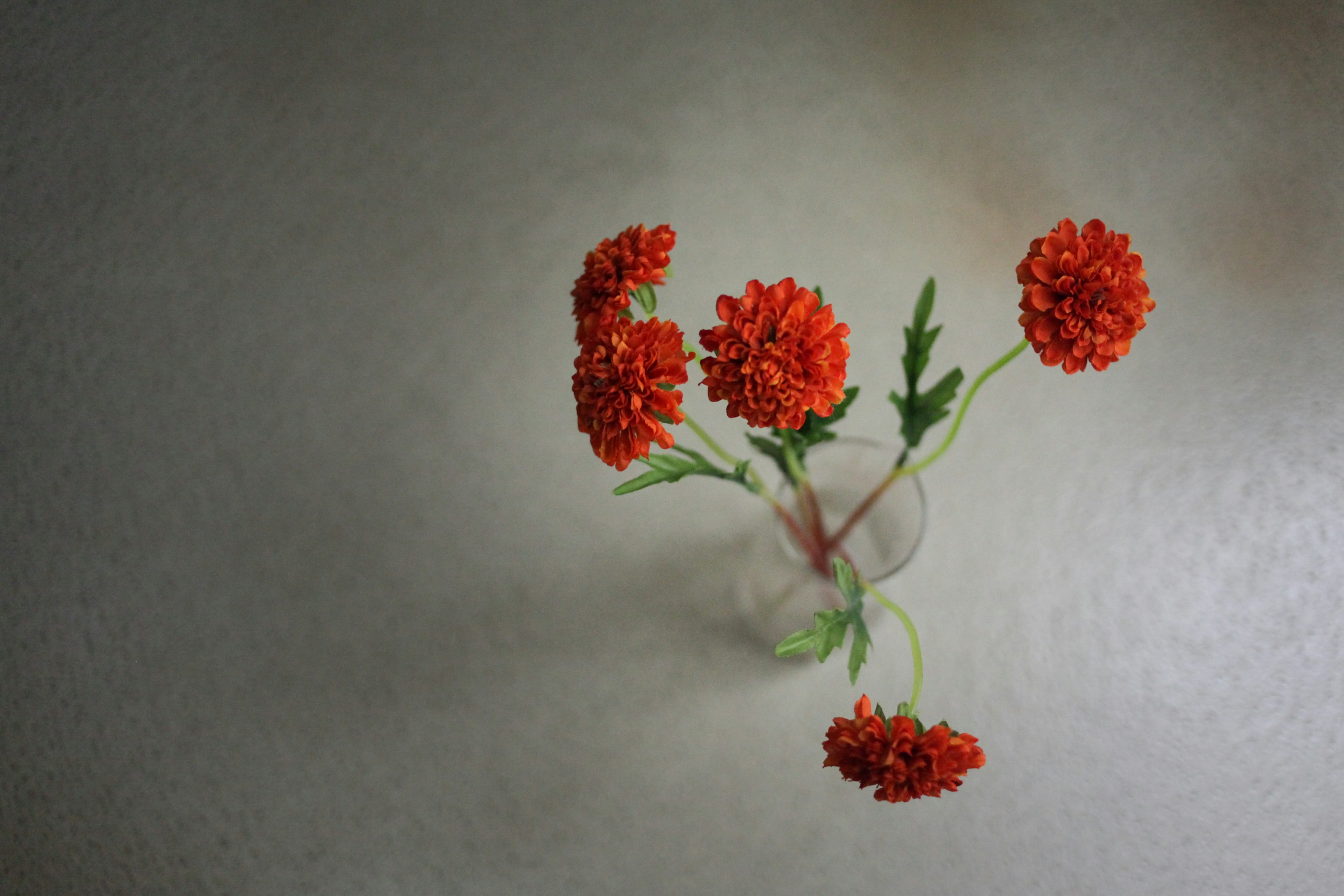 Top view of a transparent vase with vibrant red flowers