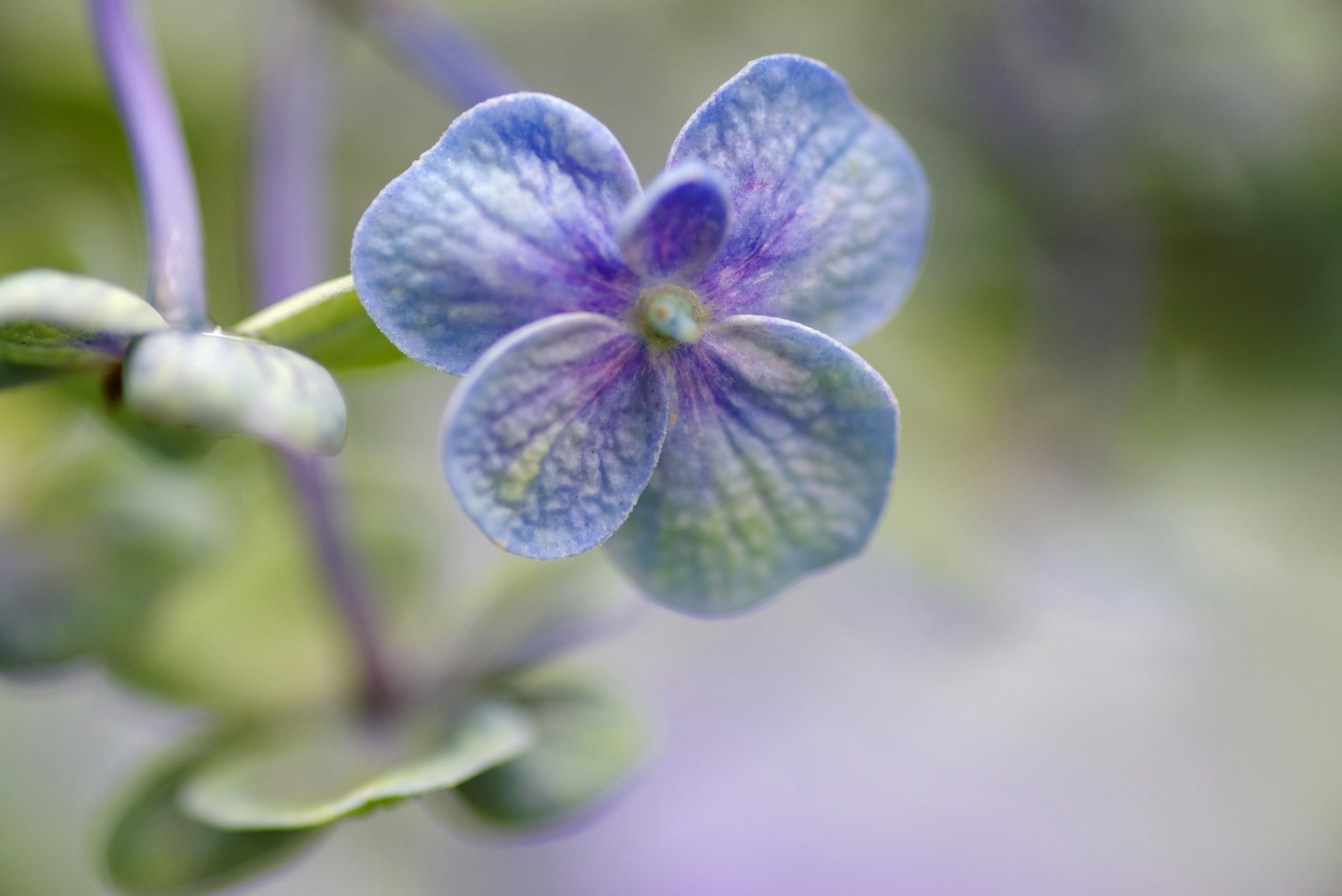 Una hermosa flor azul-púrpura en primer plano con un fondo suave