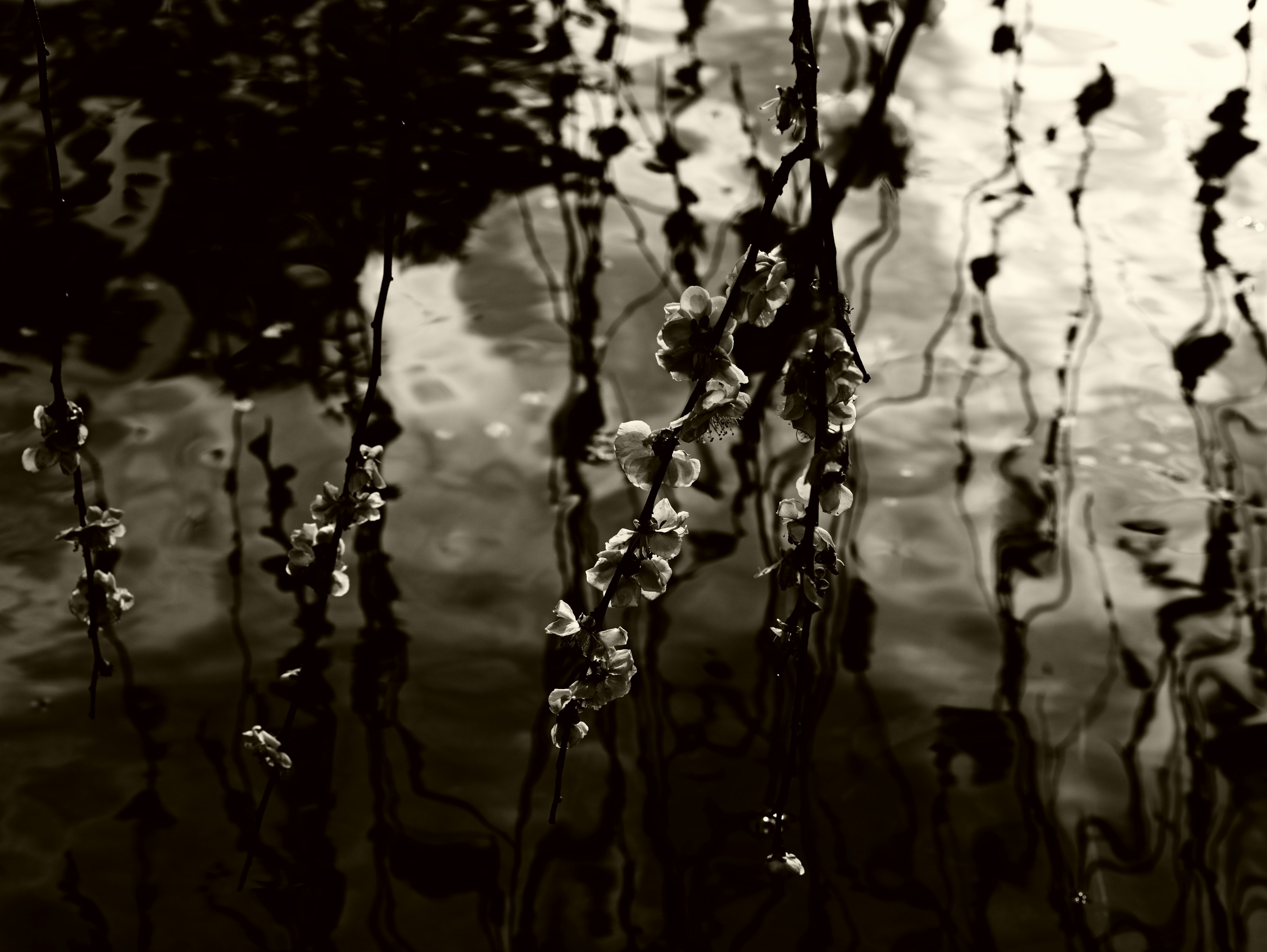 Image en noir et blanc montrant des reflets de plantes sur la surface de l'eau