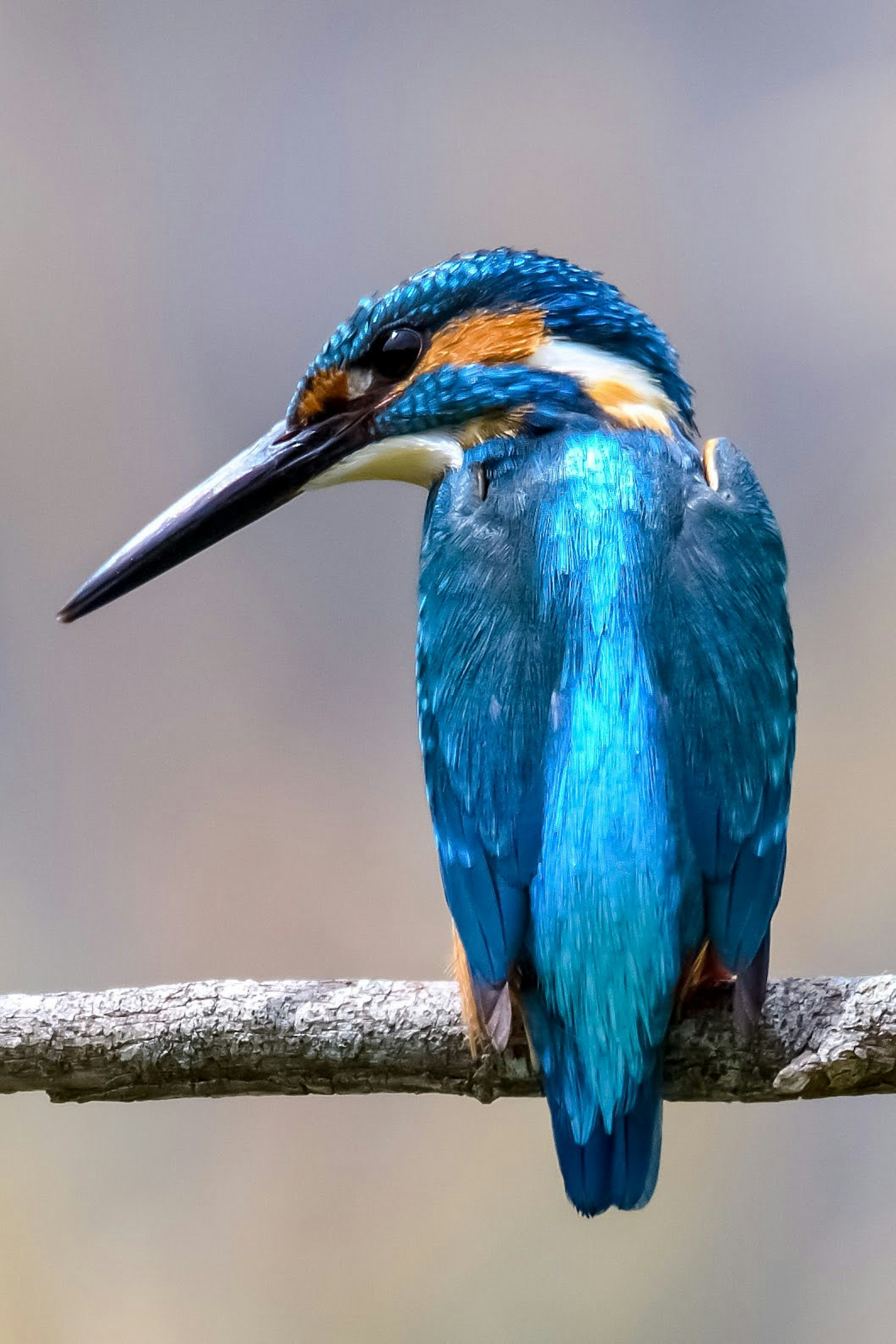 Ein Eisvogel mit blauen Federn, der auf einem Ast sitzt