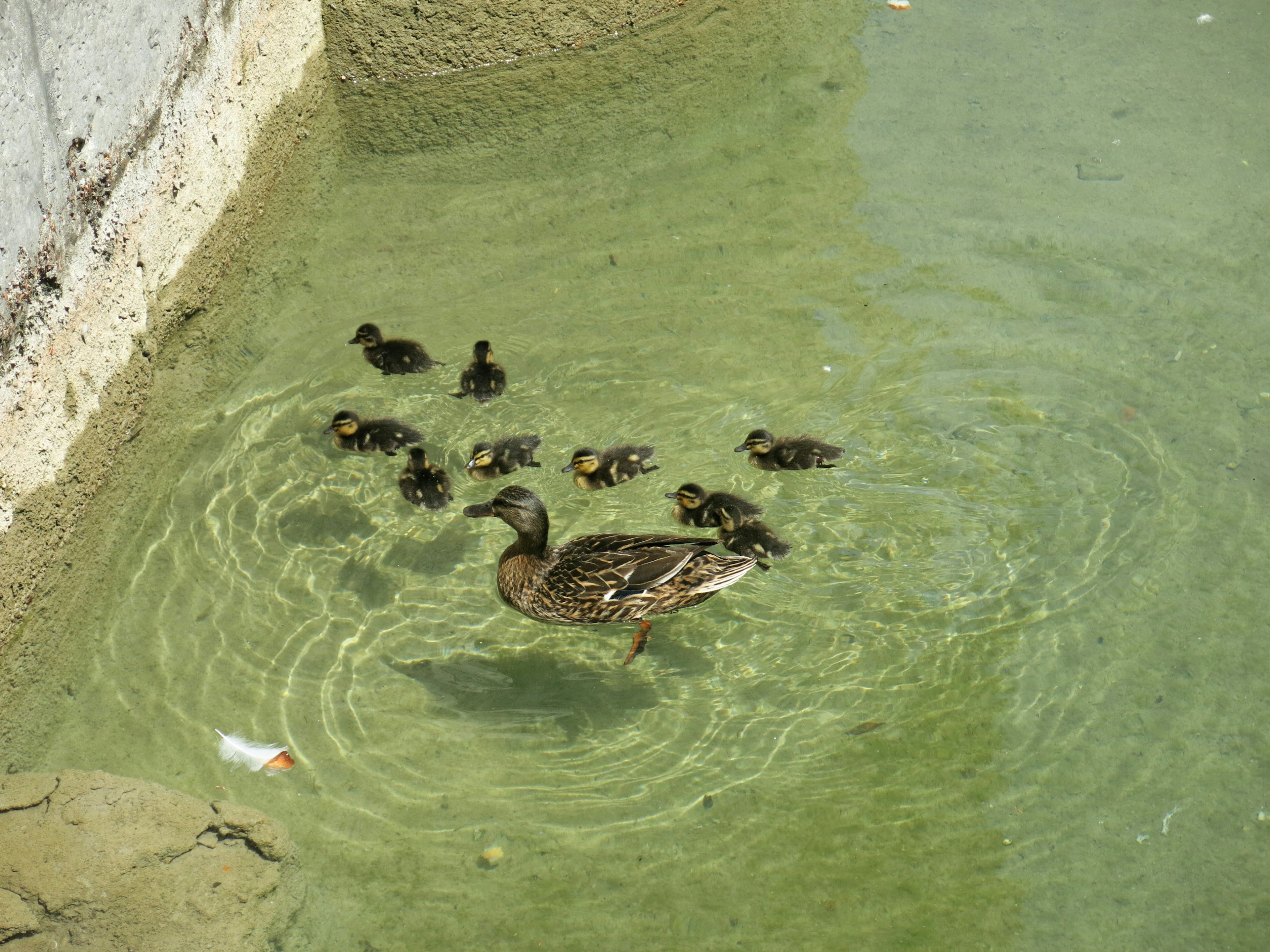 A mother duck swimming with her ducklings in clear water