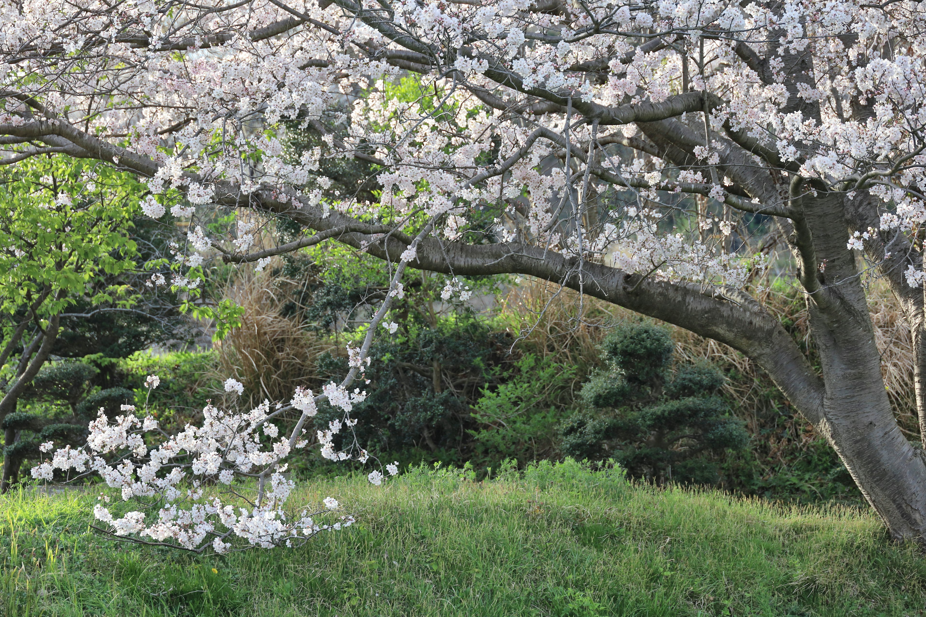 Arbre de cerisier en fleurs blanches dans un paysage verdoyant