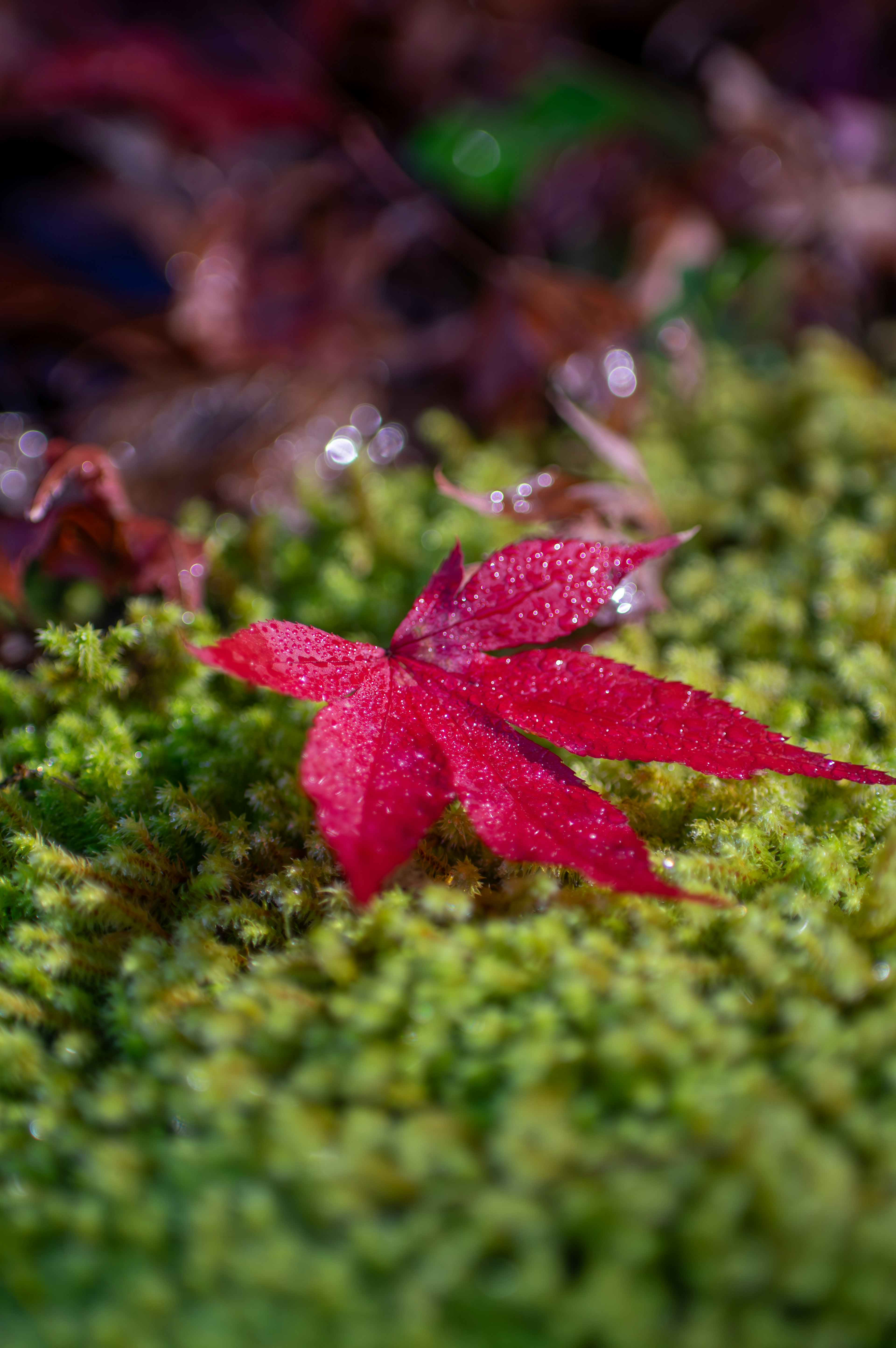 Red maple leaf resting on green moss with droplets of water