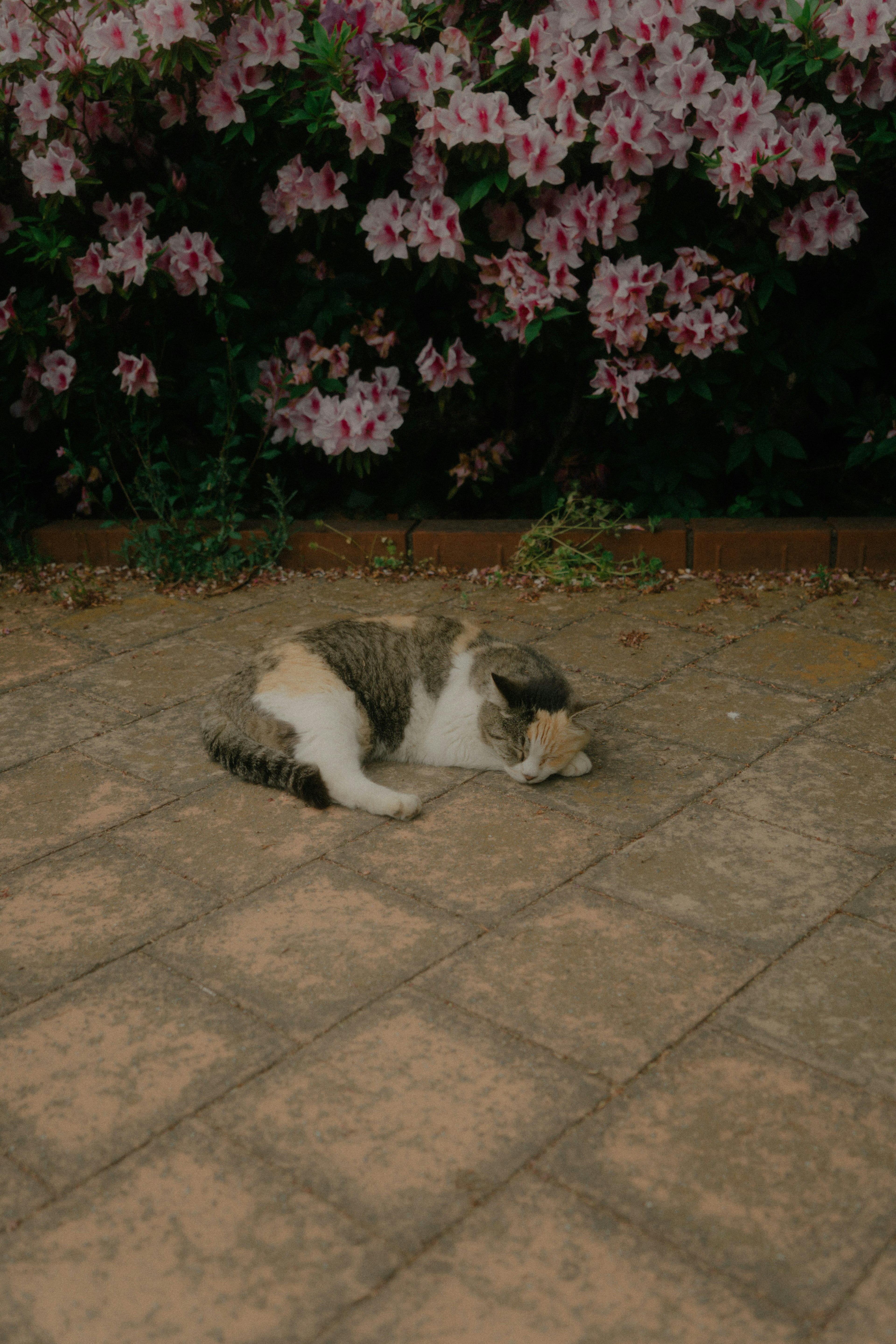 猫が花の前で寝転んでいる風景