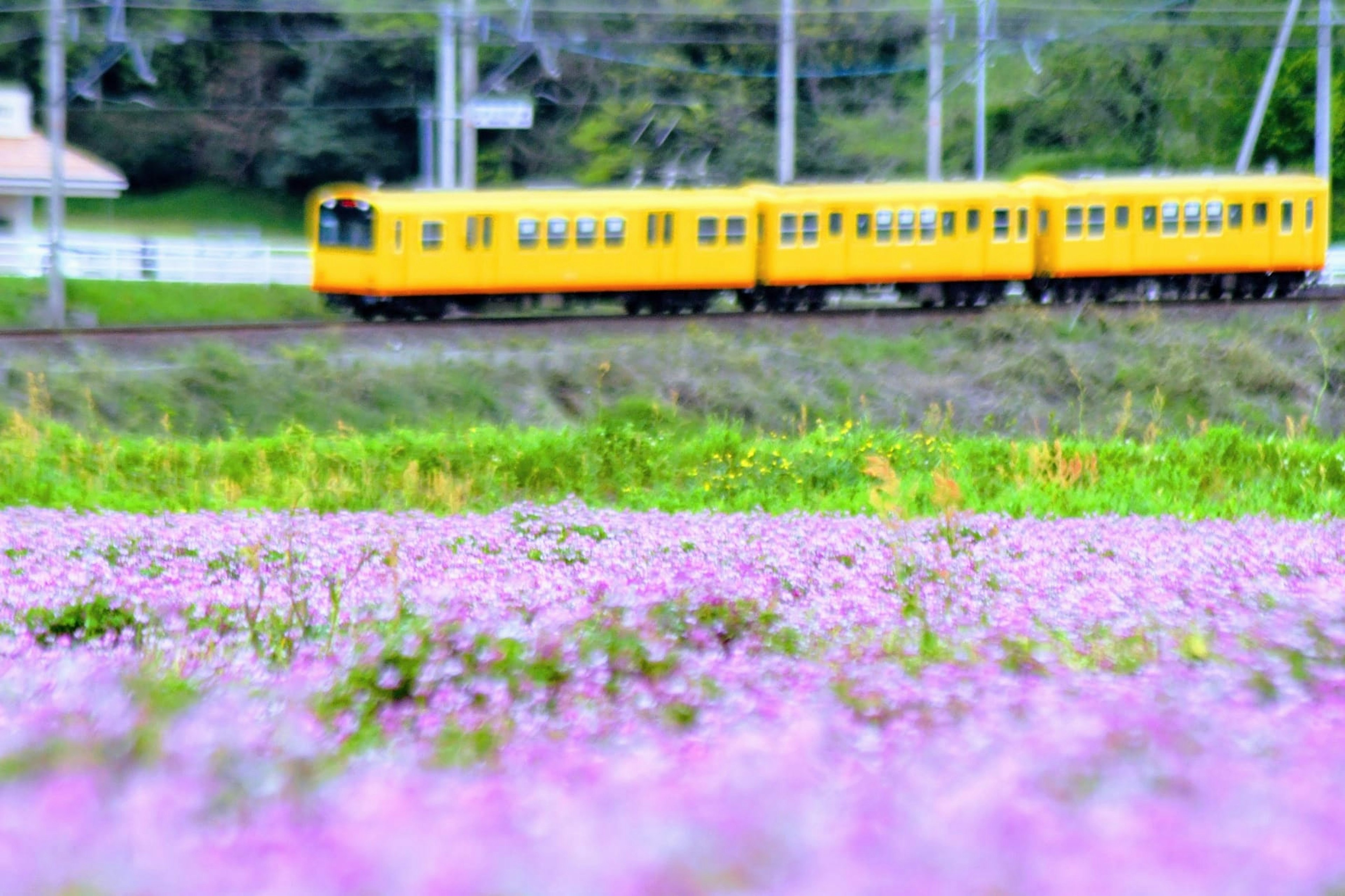 Train jaune passant devant un champ de fleurs violettes