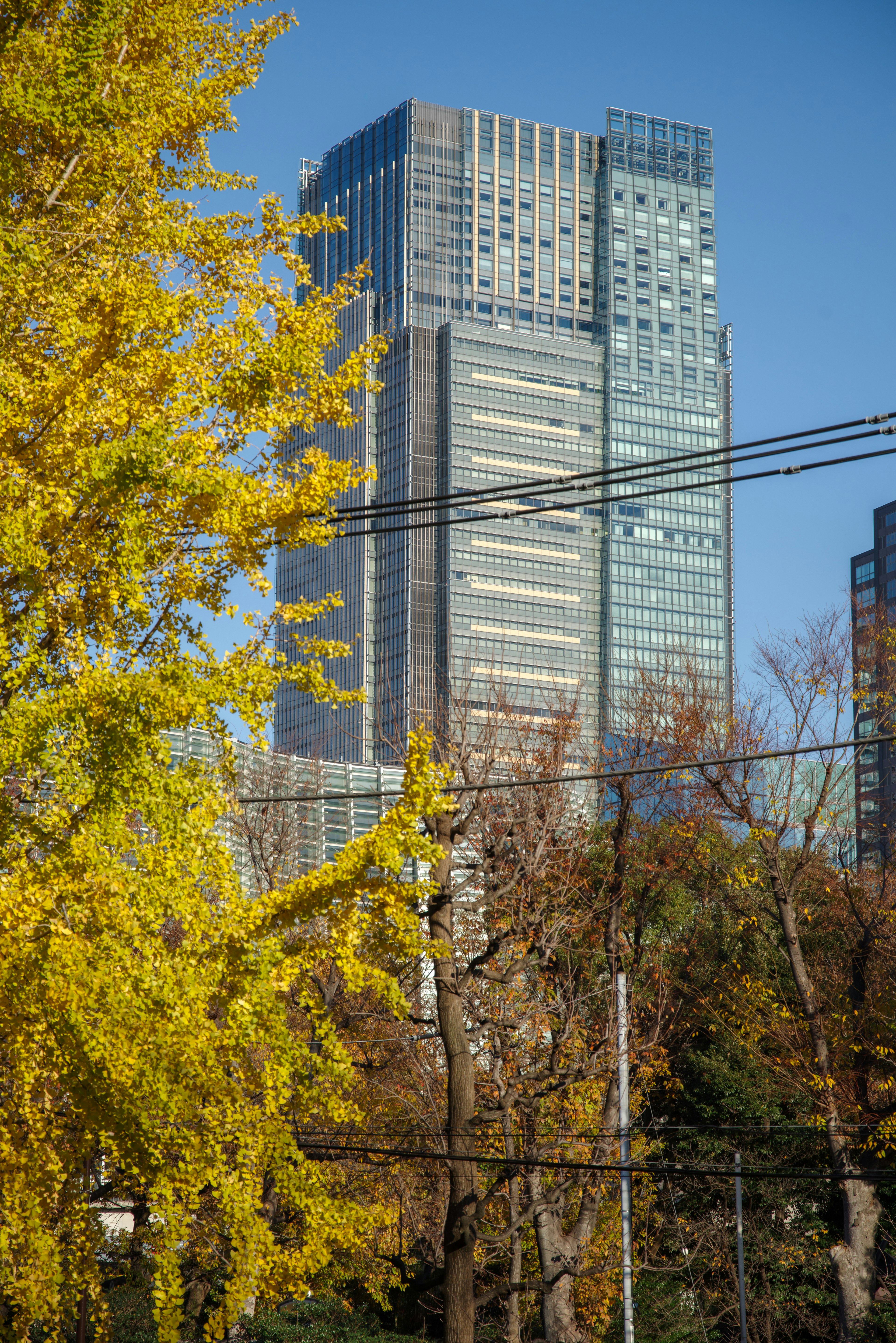 High-rise building surrounded by autumn foliage