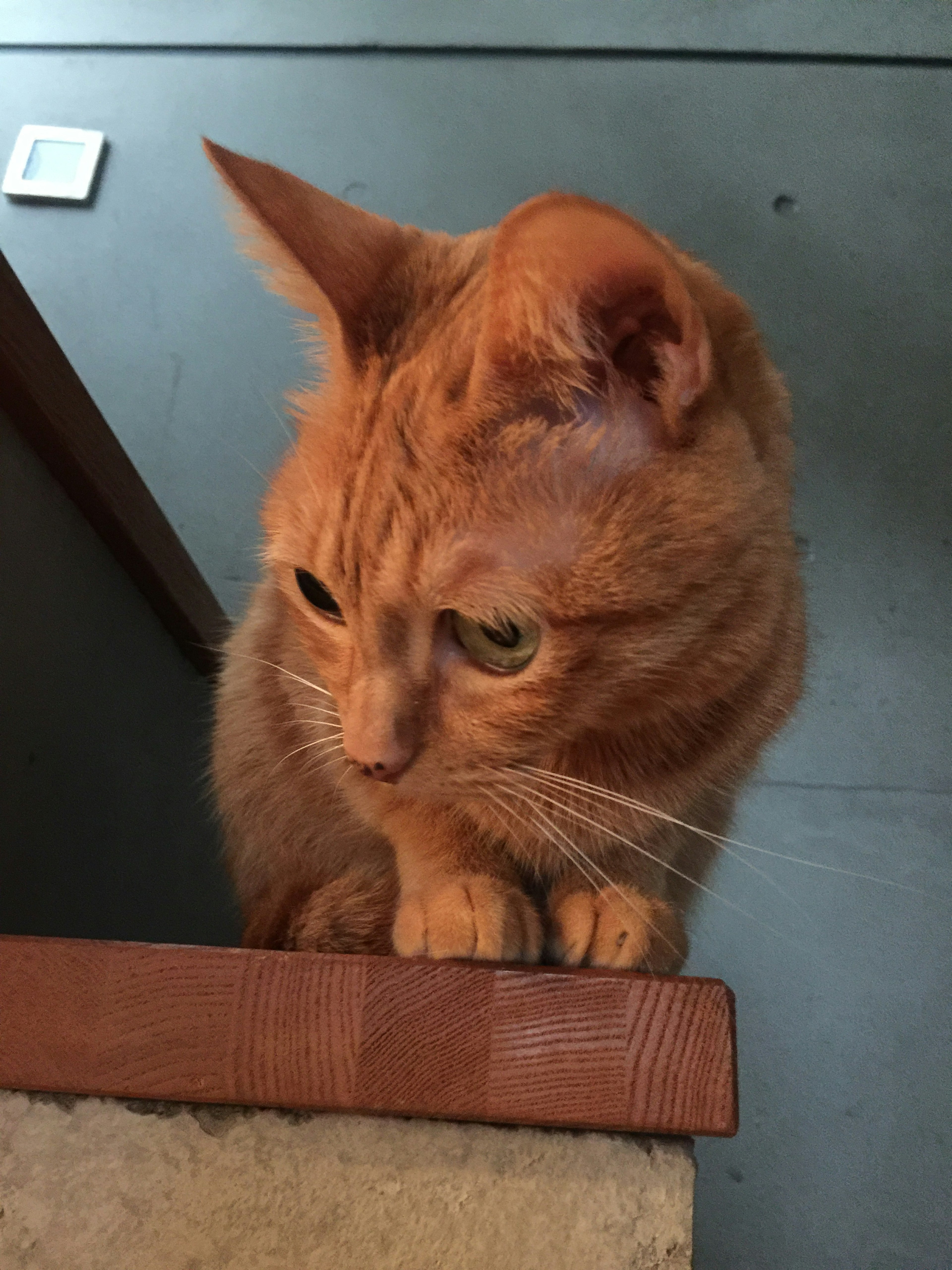 Gatto arancione seduto sul bordo di un tavolo