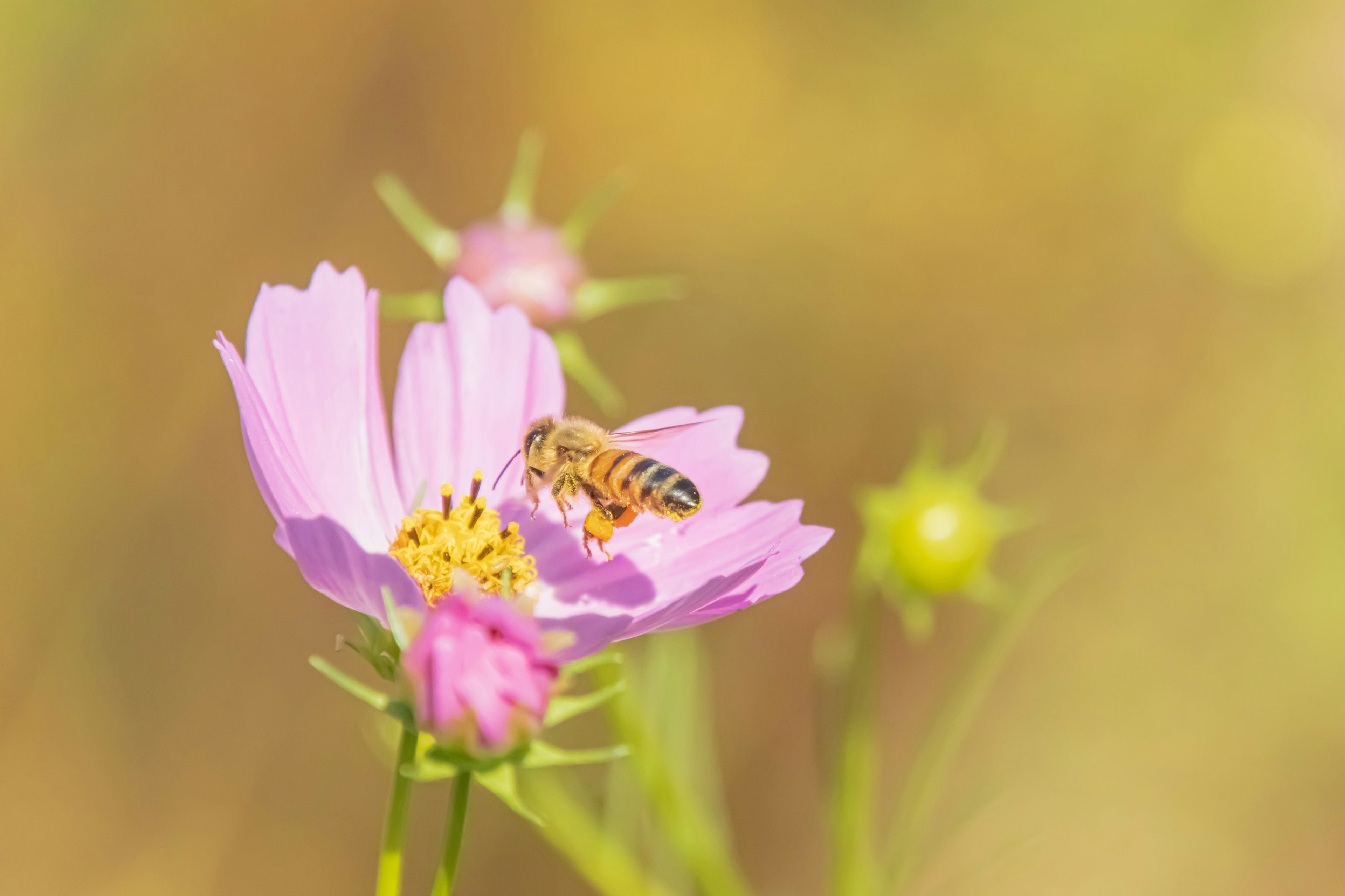 Ape su un fiore rosa con uno sfondo sfocato morbido