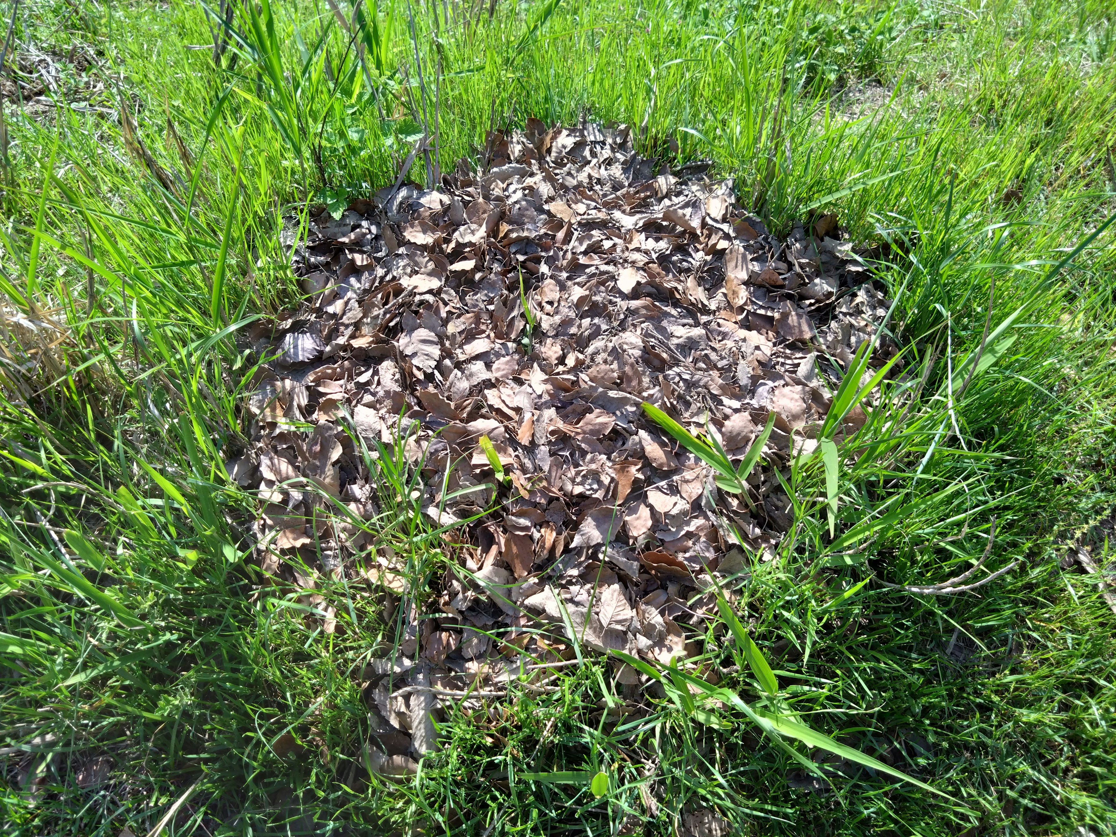 A mound of wood chips surrounded by green grass