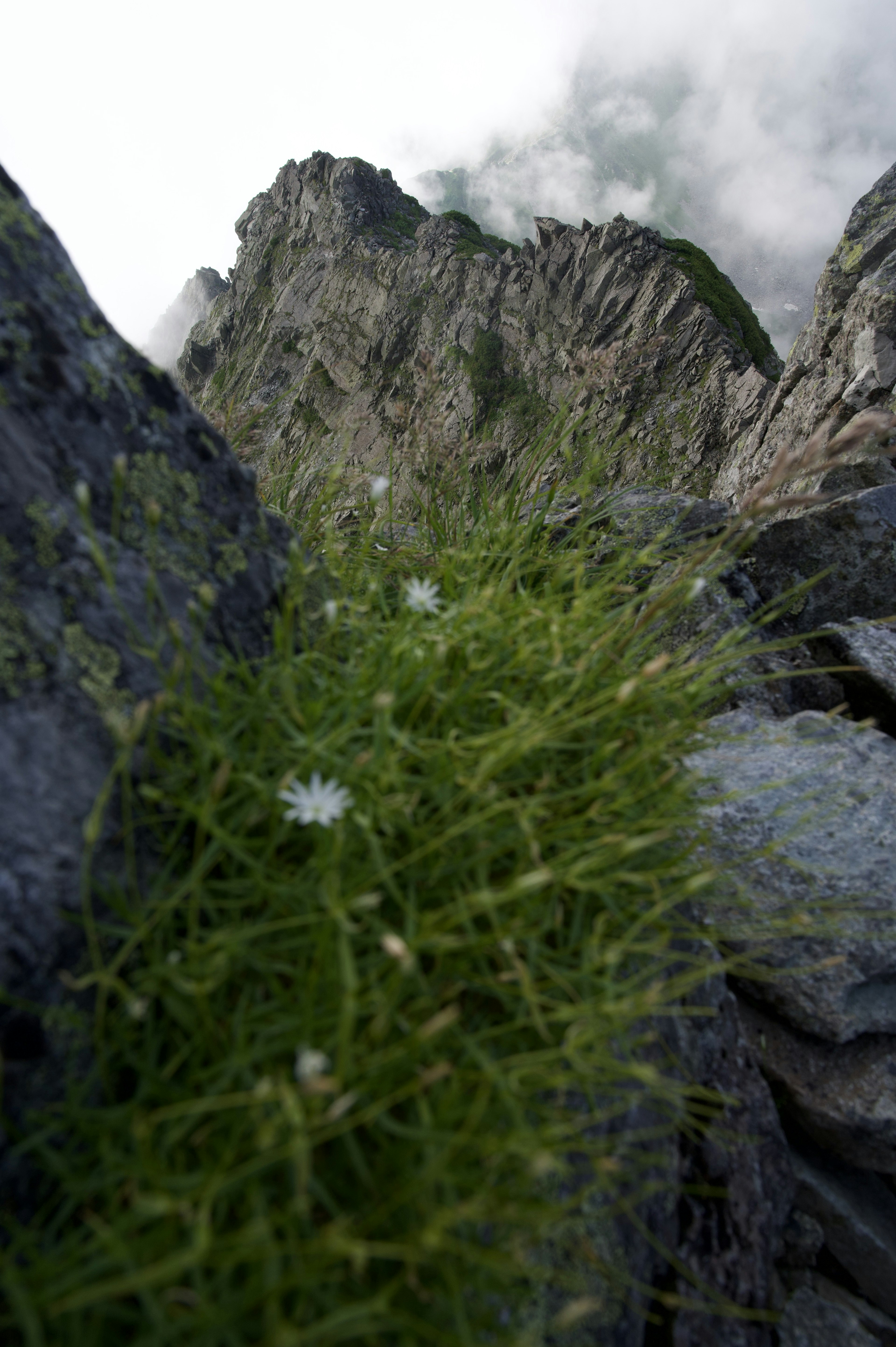 岩の間に生えた緑の植物と遠くの山々の風景