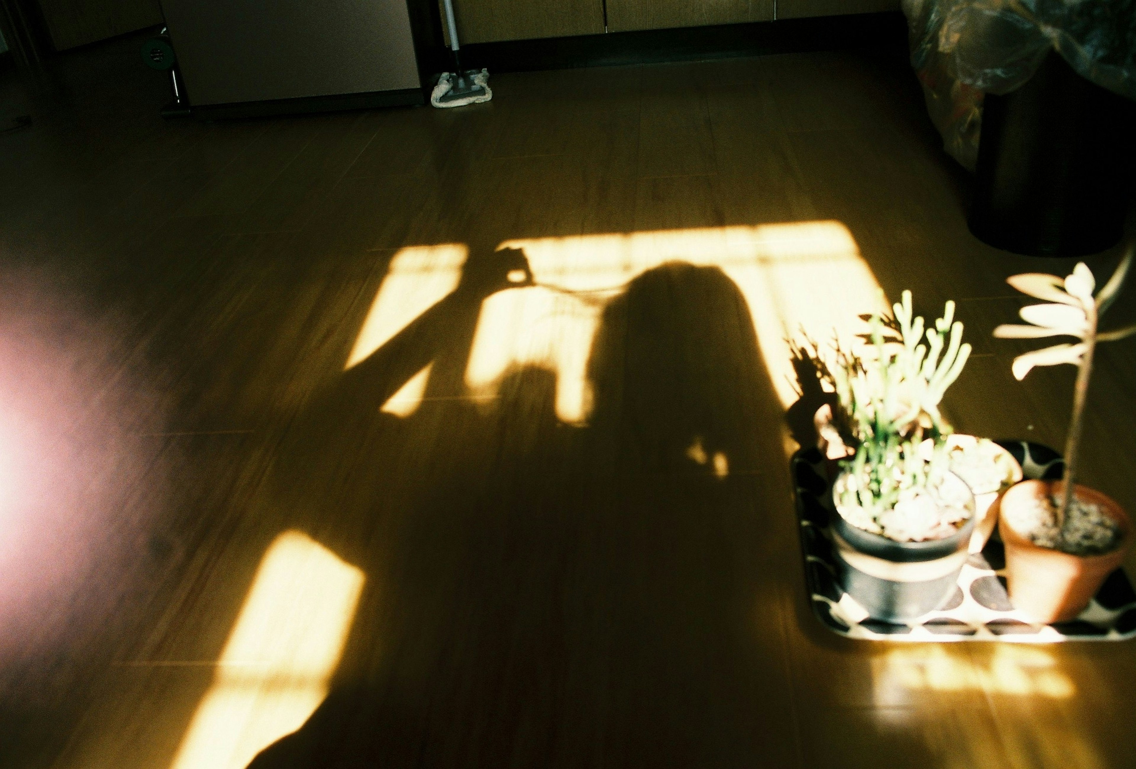 A shadow cast on the floor with potted plants in a room