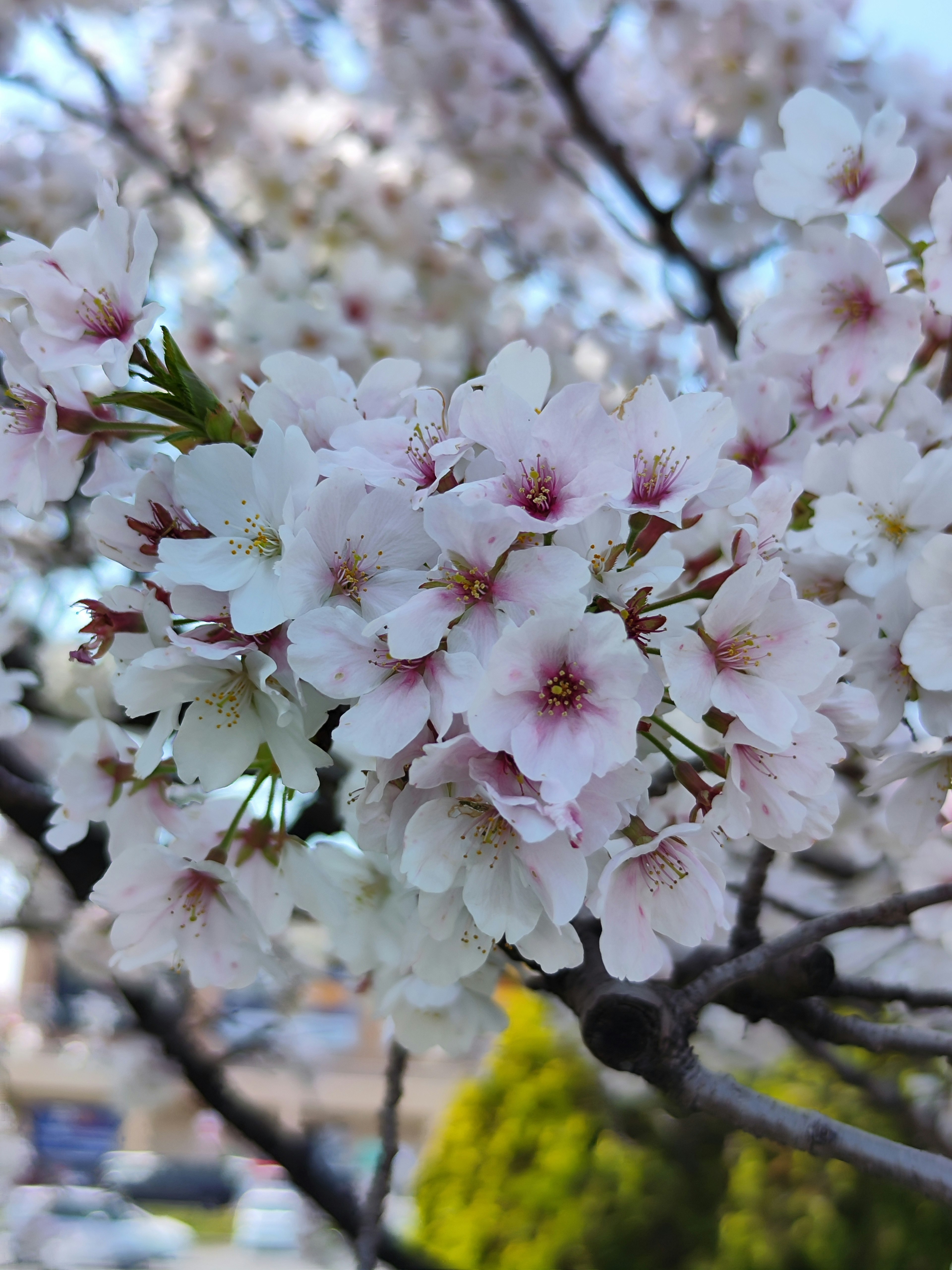 Acercamiento de ramas de cerezo con pétalos blancos y rosas