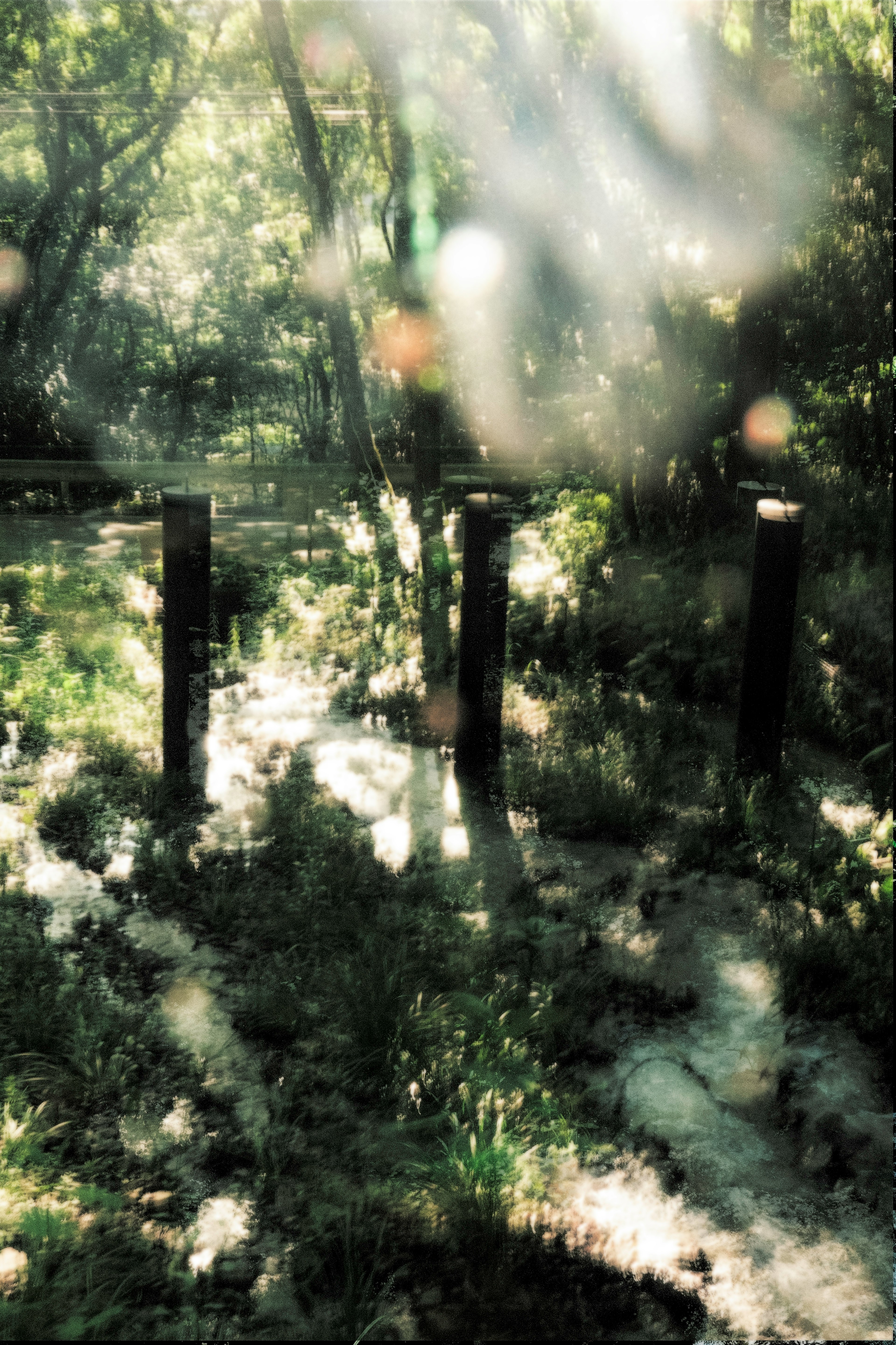 Poteaux en bois dans une forêt verdoyante avec des effets de lumière douce