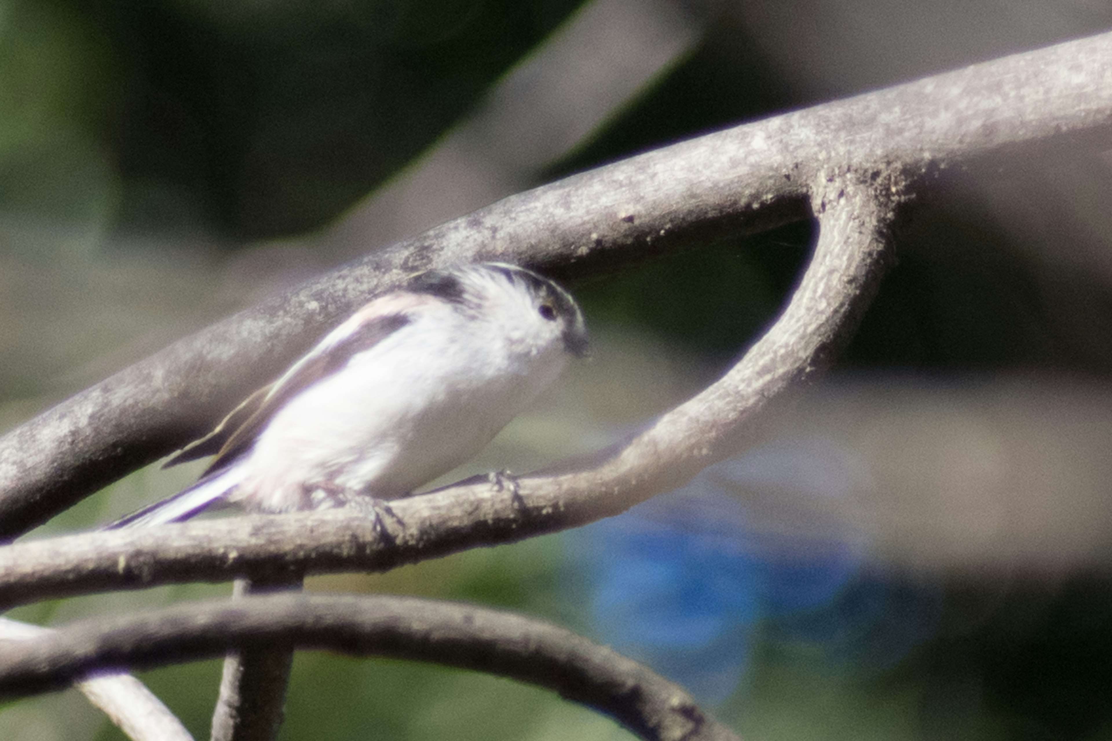 Profile of a white bird perched on a branch with a natural background