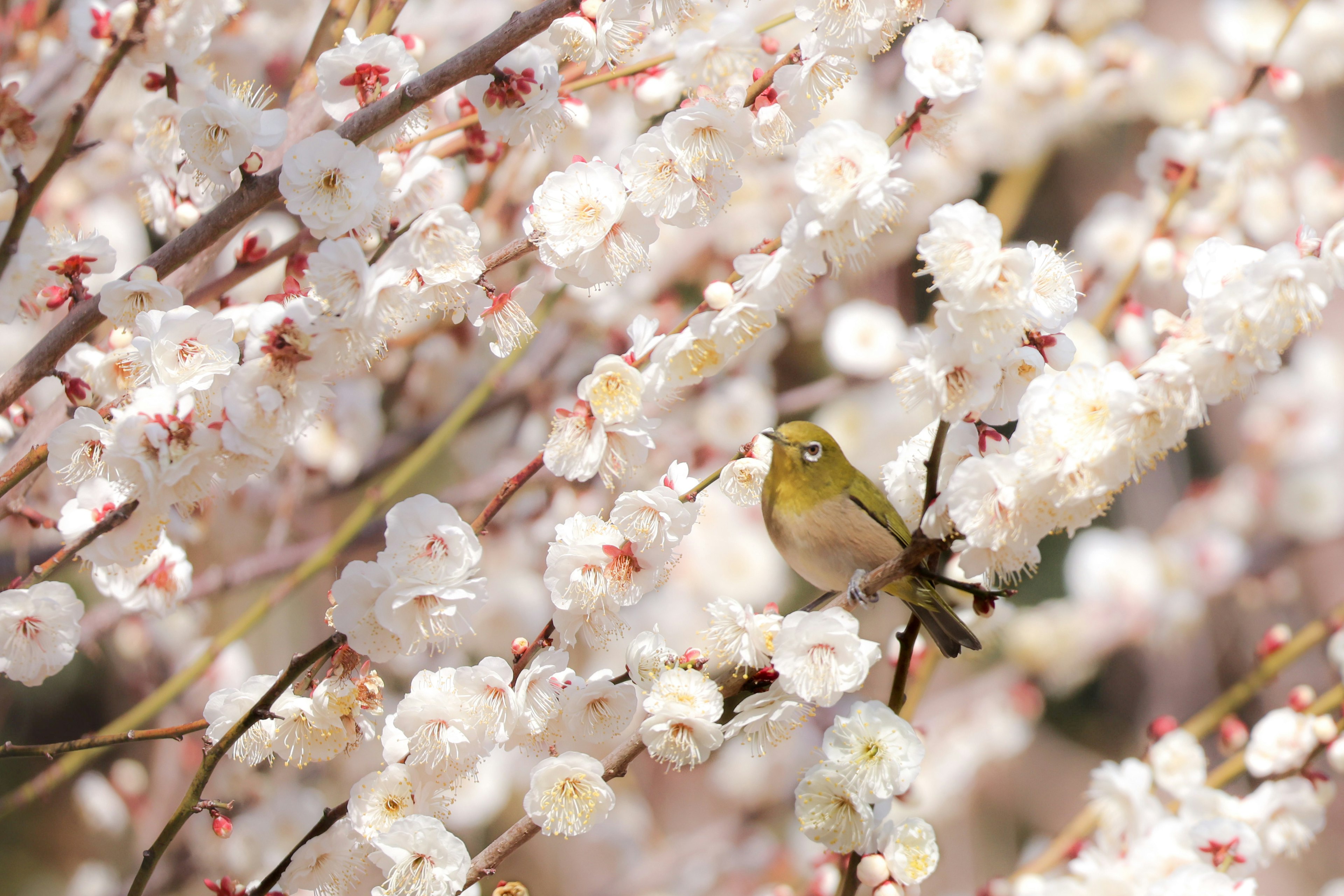 白い花に囲まれた小さな鳥の画像