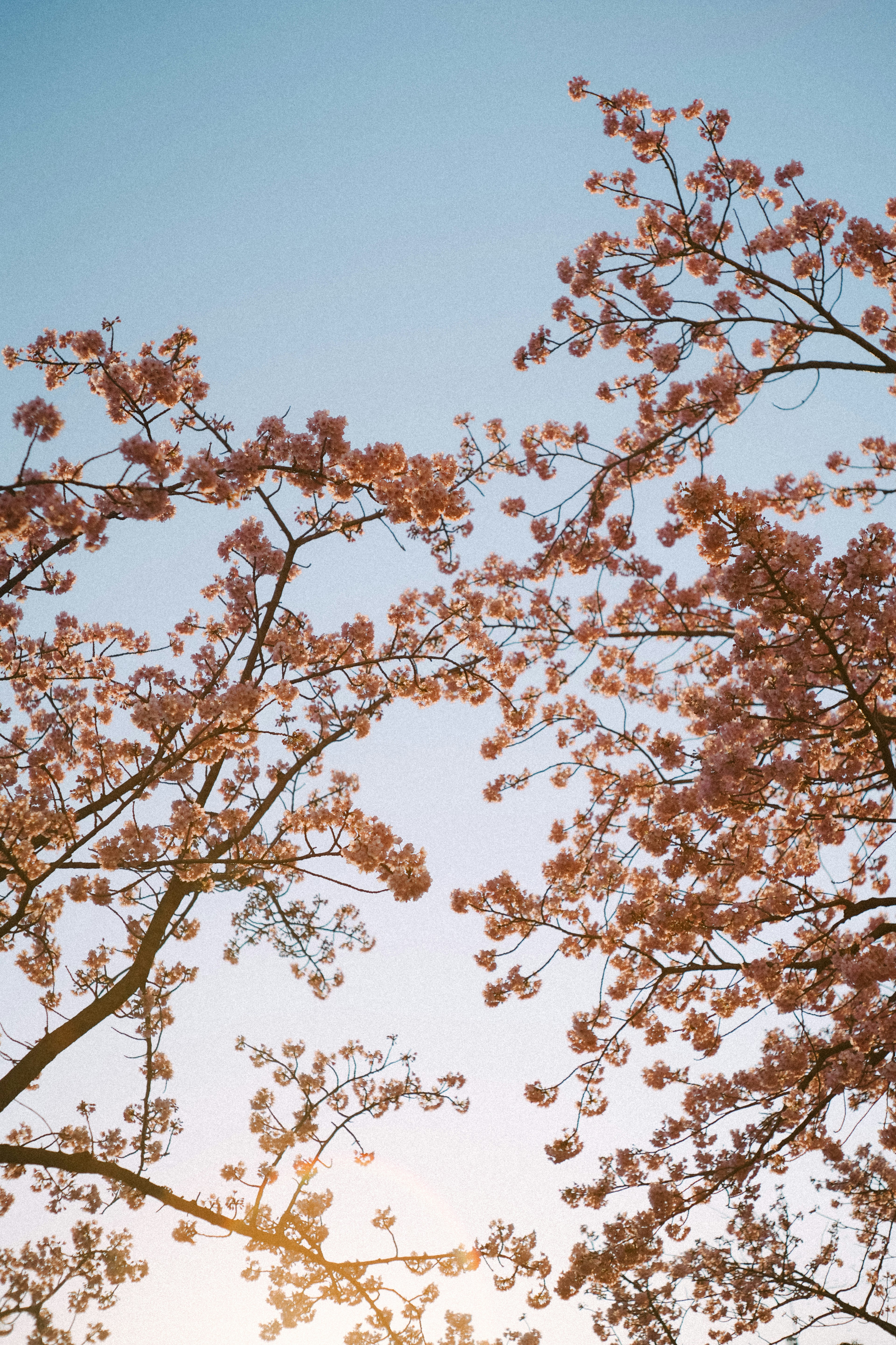 Cherry blossom branches against a blue sky