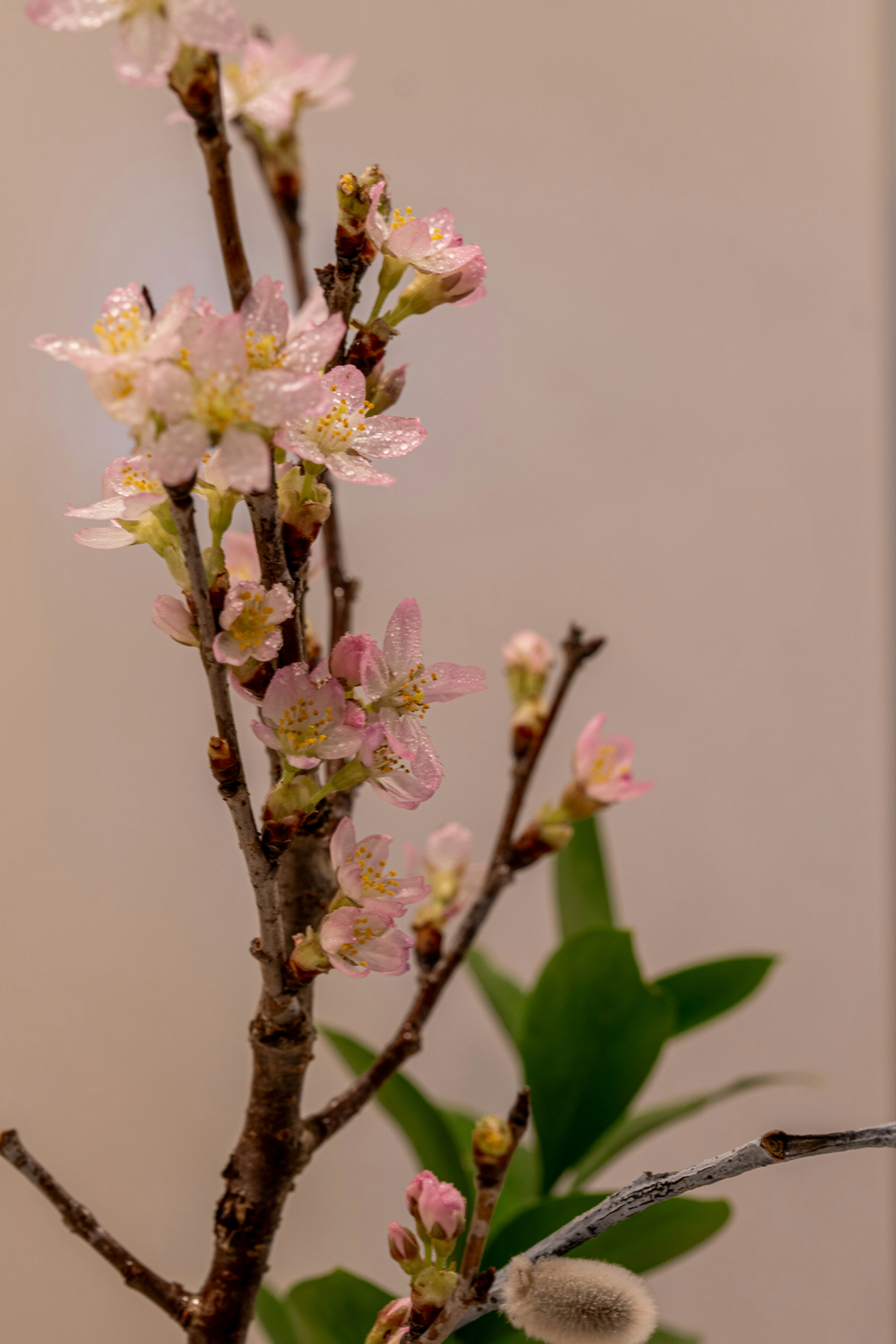 樱花枝的特写，带有粉色花朵